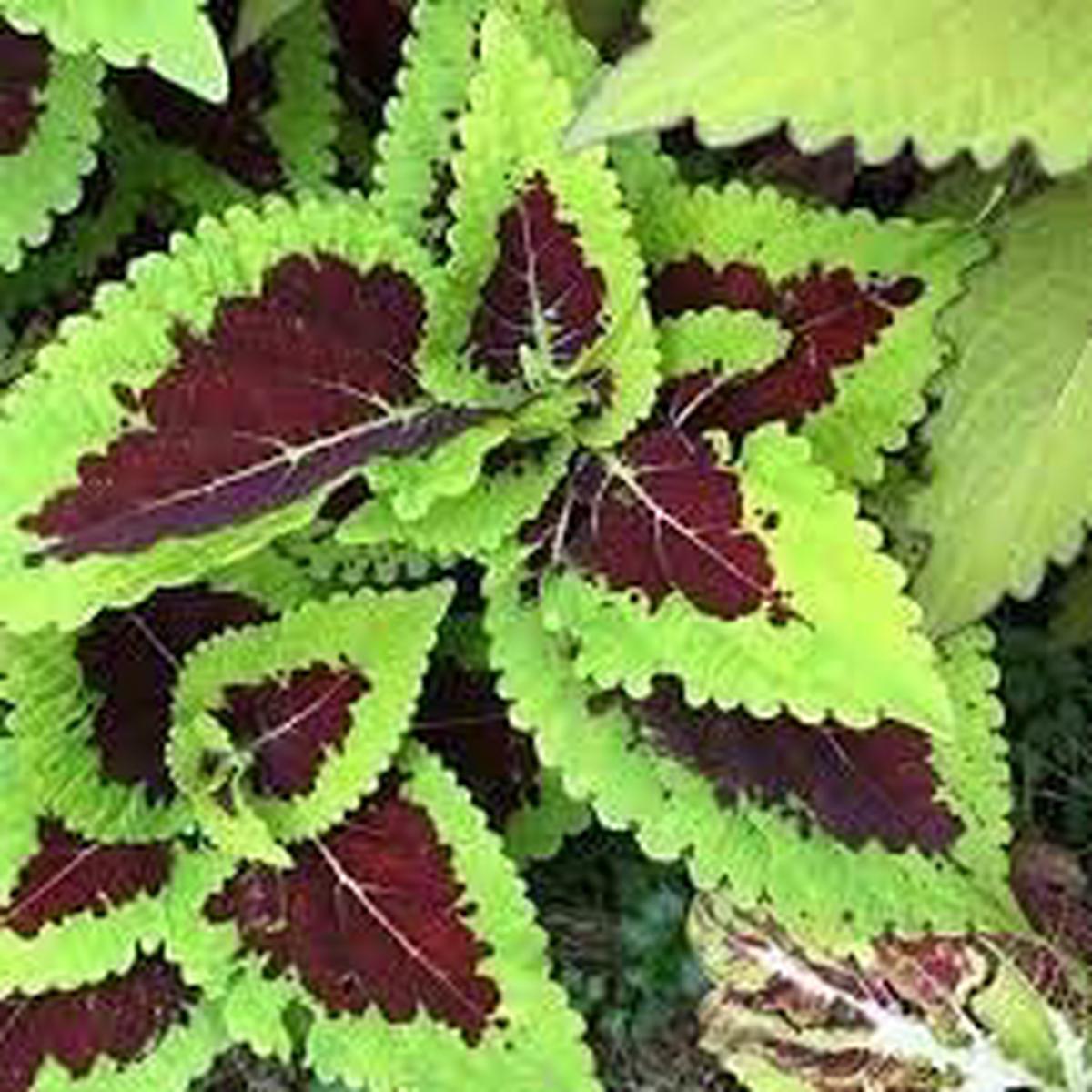 Heirloom Kong Lime Flower Seeds Non-GMO, High Germination Organic Garden Seeds