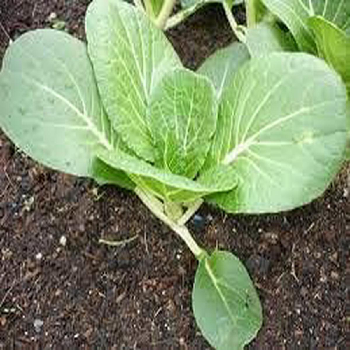 Light Green Choi Bok Choy Seeds for Planting Heirloom, Non-GMO, High Germination, Ideal for Kitchen Gardens