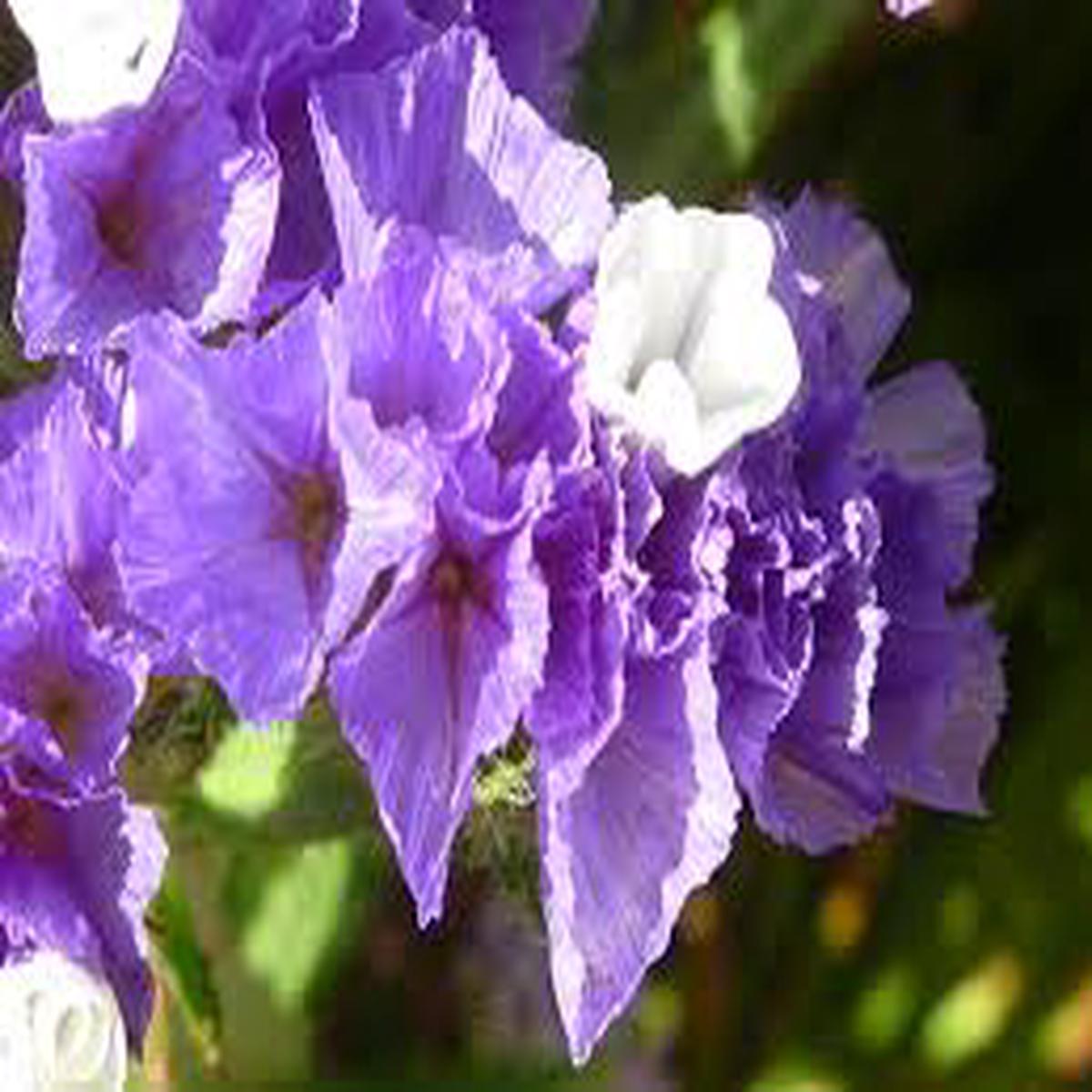Limonium Sinuatum Flower Seeds for Planting Vibrant Colors, Heirloom, Non-GMO, High Germination, 100pcs