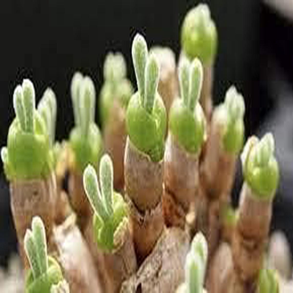 Rabbit Ears Succulent Flower Seeds Heirloom Non-GMO Seeds for Unique Garden Planting