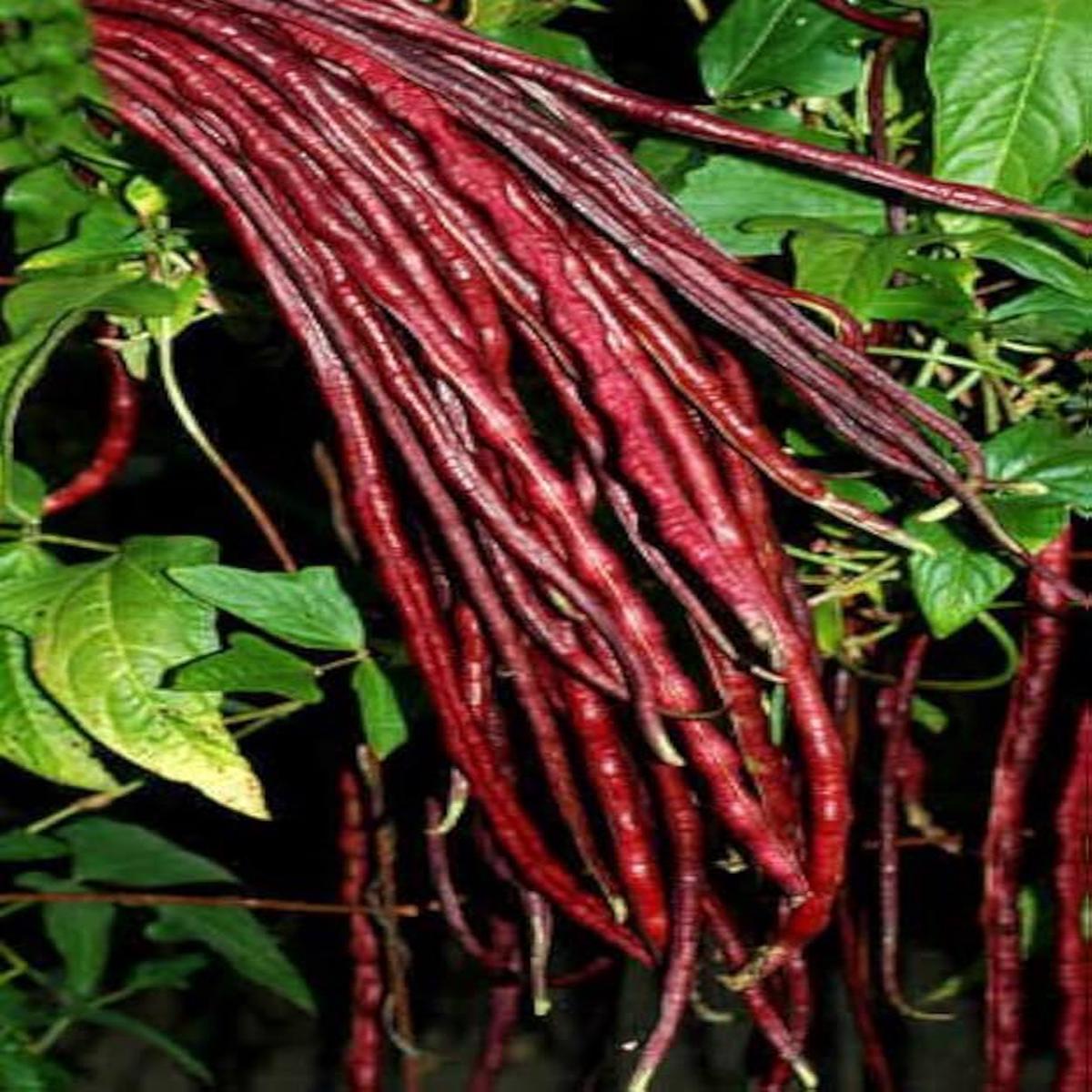 Red Bean Seeds Heirloom NonGMO Nutritious Vegetable Seeds for Planting, Organic Garden Seeds