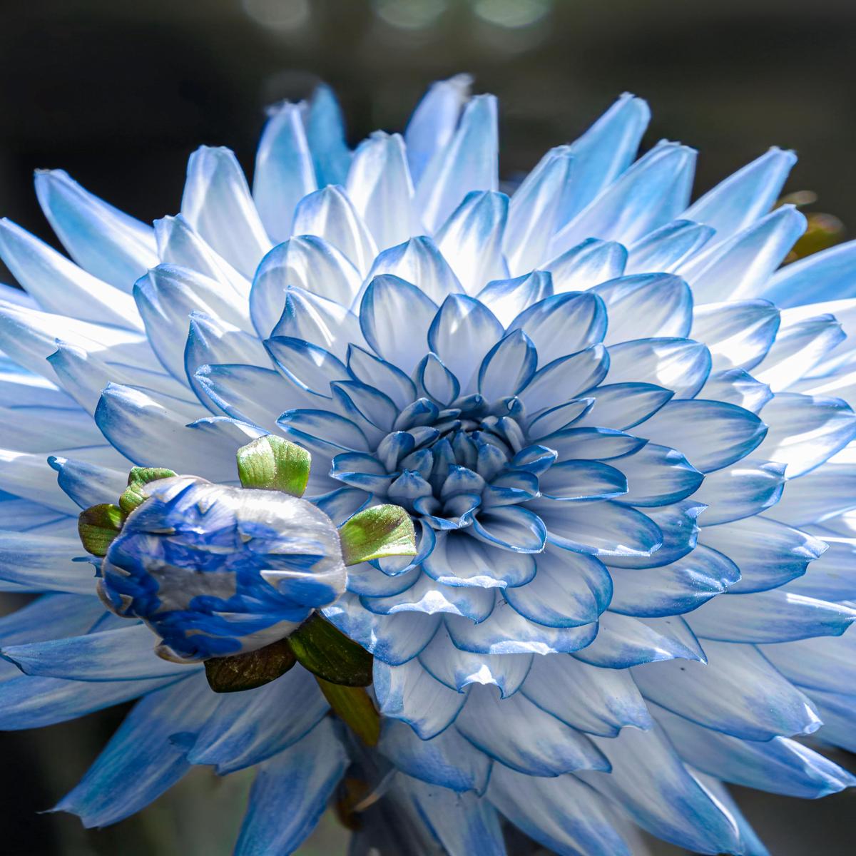 White Blue Dahlia Flower Seeds for Planting Heirloom, Non-GMO, High Germination Mix
