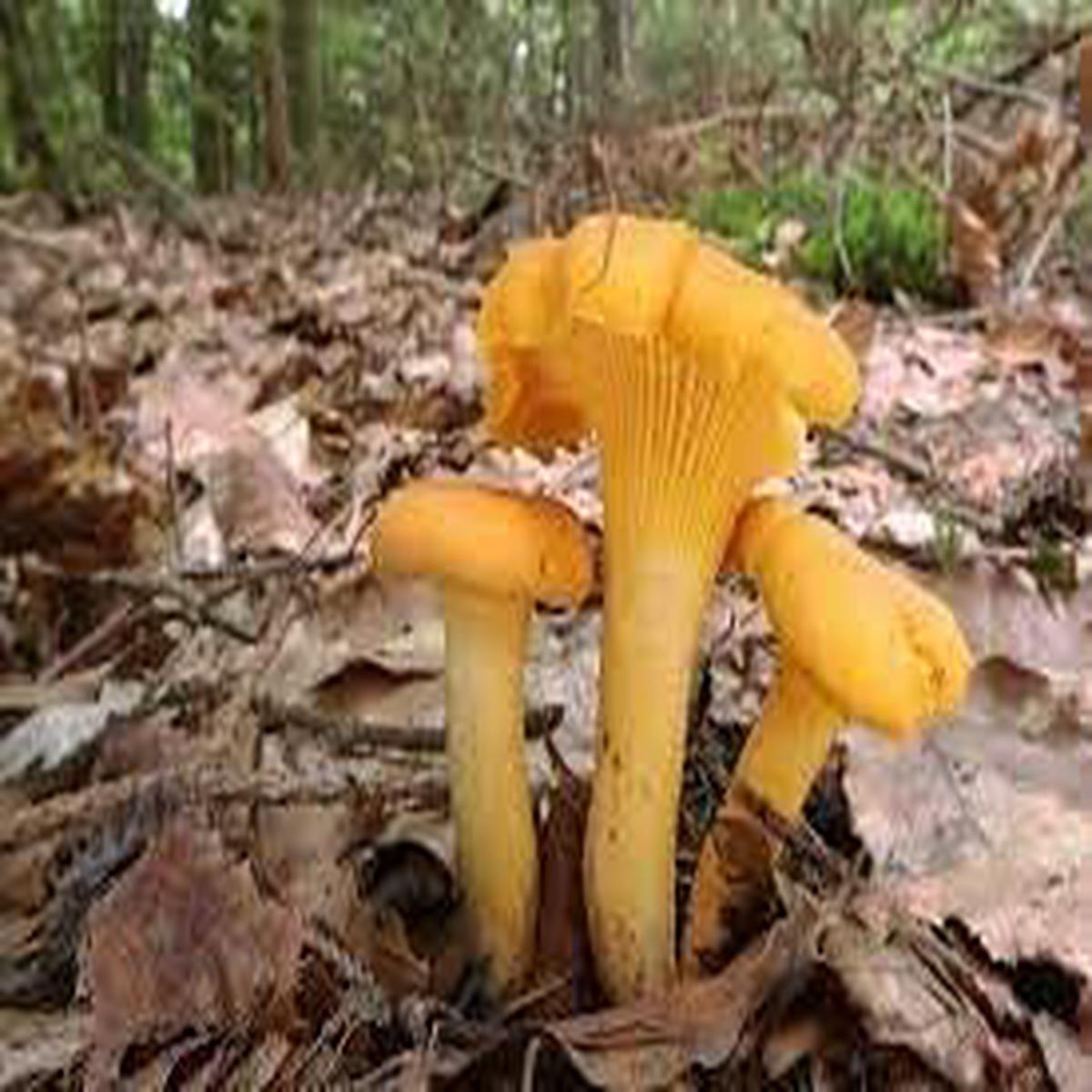 Yellow Mushroom Seeds for Planting Heirloom, Non-GMO, High Germination, Rare Gourmet Fungi for Home Growers