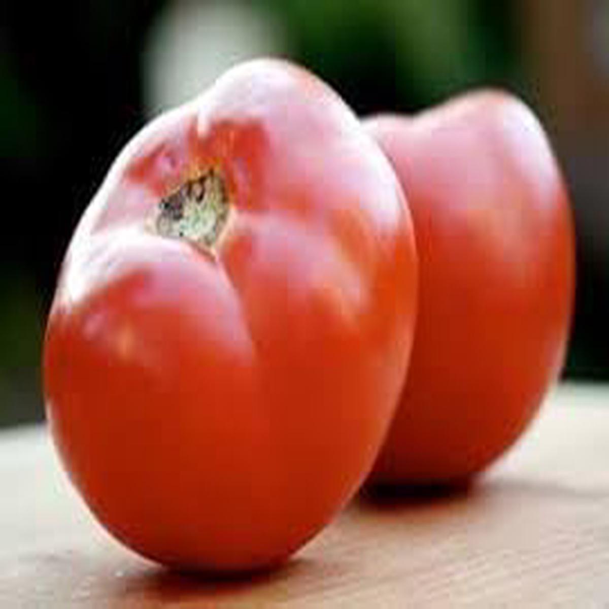 Abe Lincoln Heirloom Tomato Seeds for Planting  Non-GMO Historic Rich Flavor Variety  Organic Garden Seeds