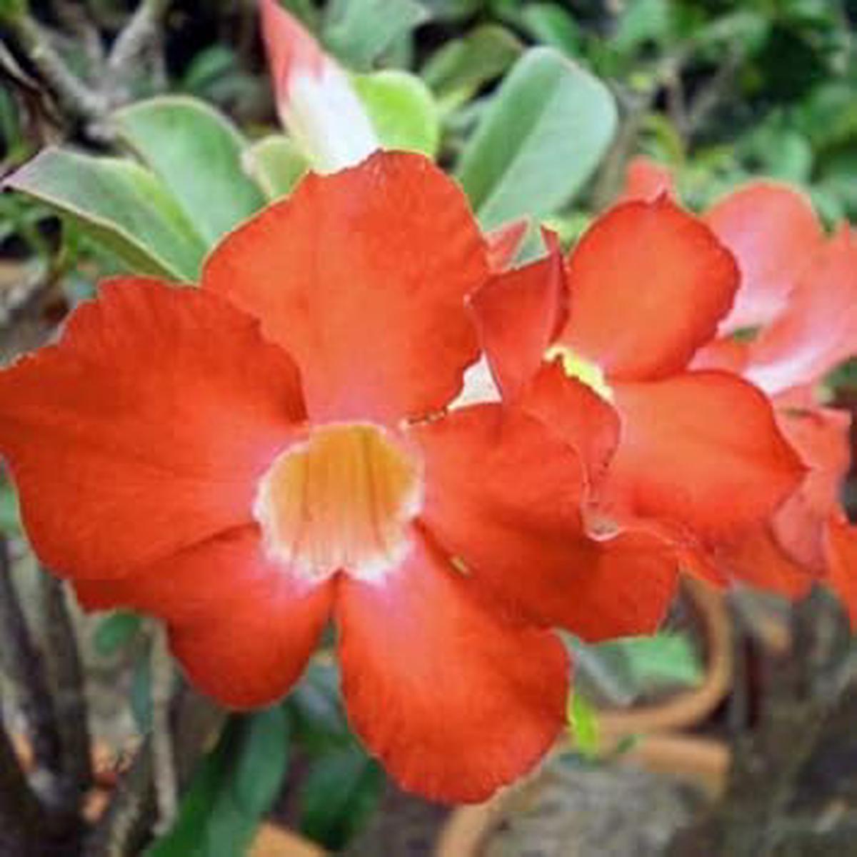Adenium Obesum Orange Flower Seeds for Planting | Heirloom Non-GMO High Germination