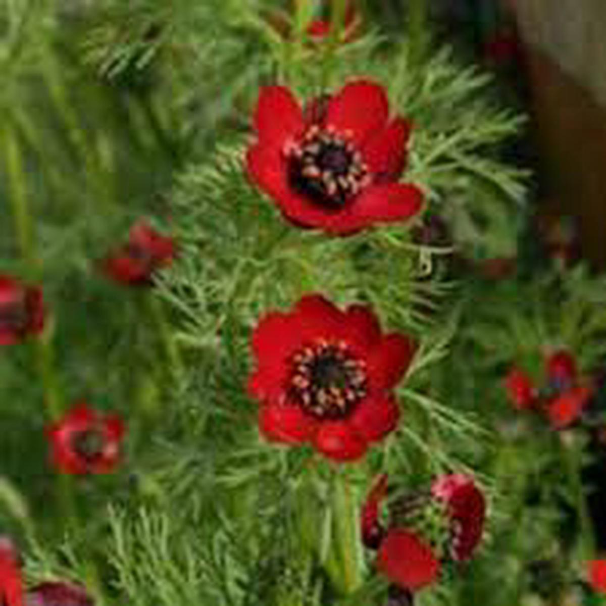 Adonis Flower Seeds for Planting | Heirloom Non-GMO High Germination Organic Garden Seeds