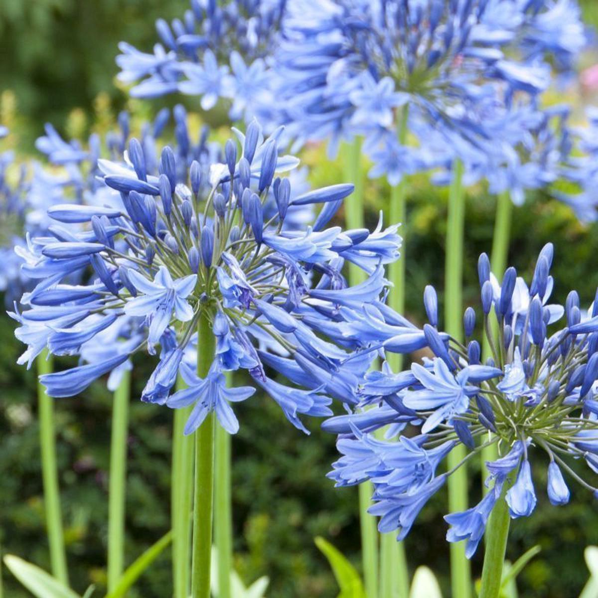 Agapanthus Flower Seeds for Planting  Premium Heirloom Non-GMO Organic Garden Seeds, High Germination