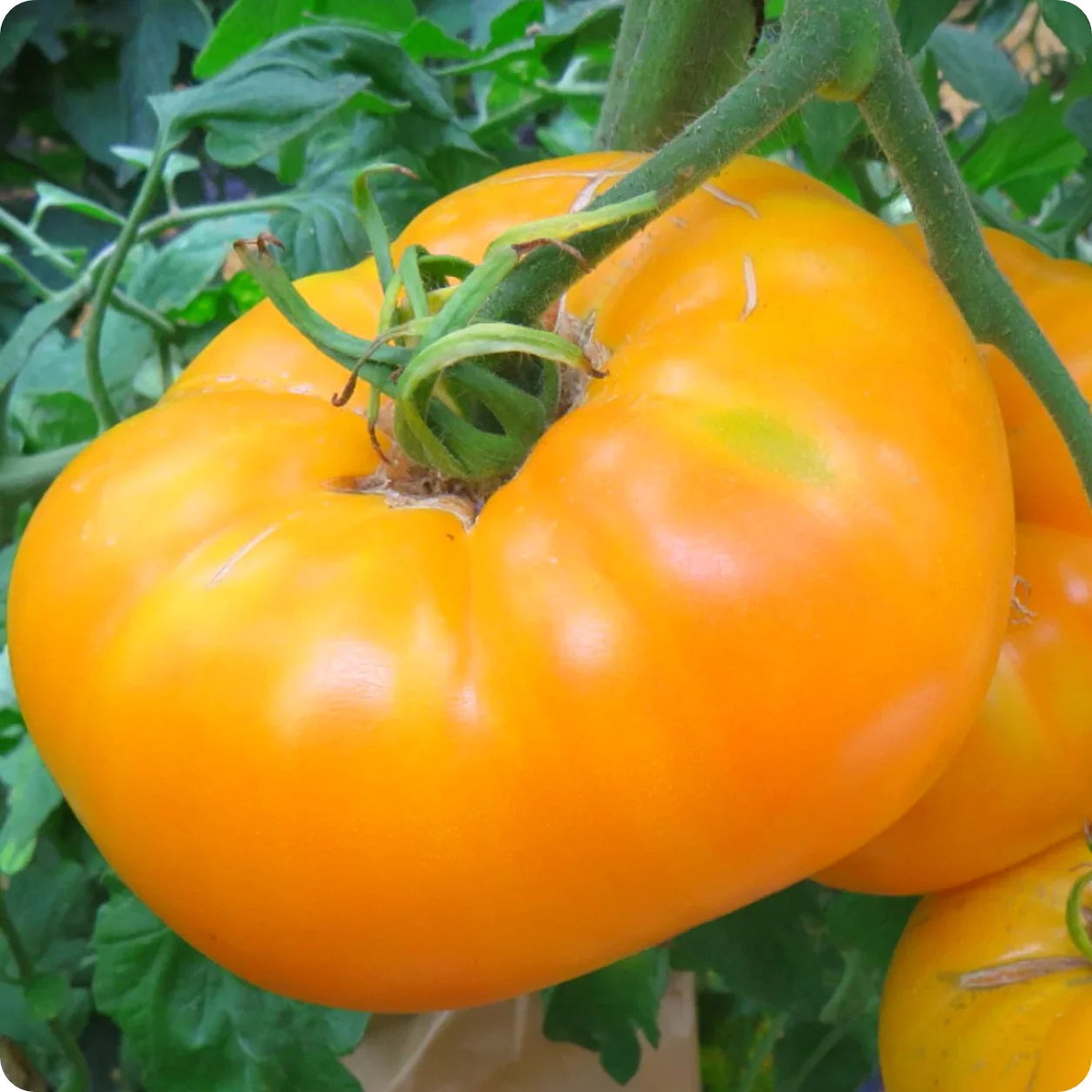 Amanas Orange Tomato Seeds for Planting  Rare Heirloom Non-GMO, High Germination Organic Garden Seeds