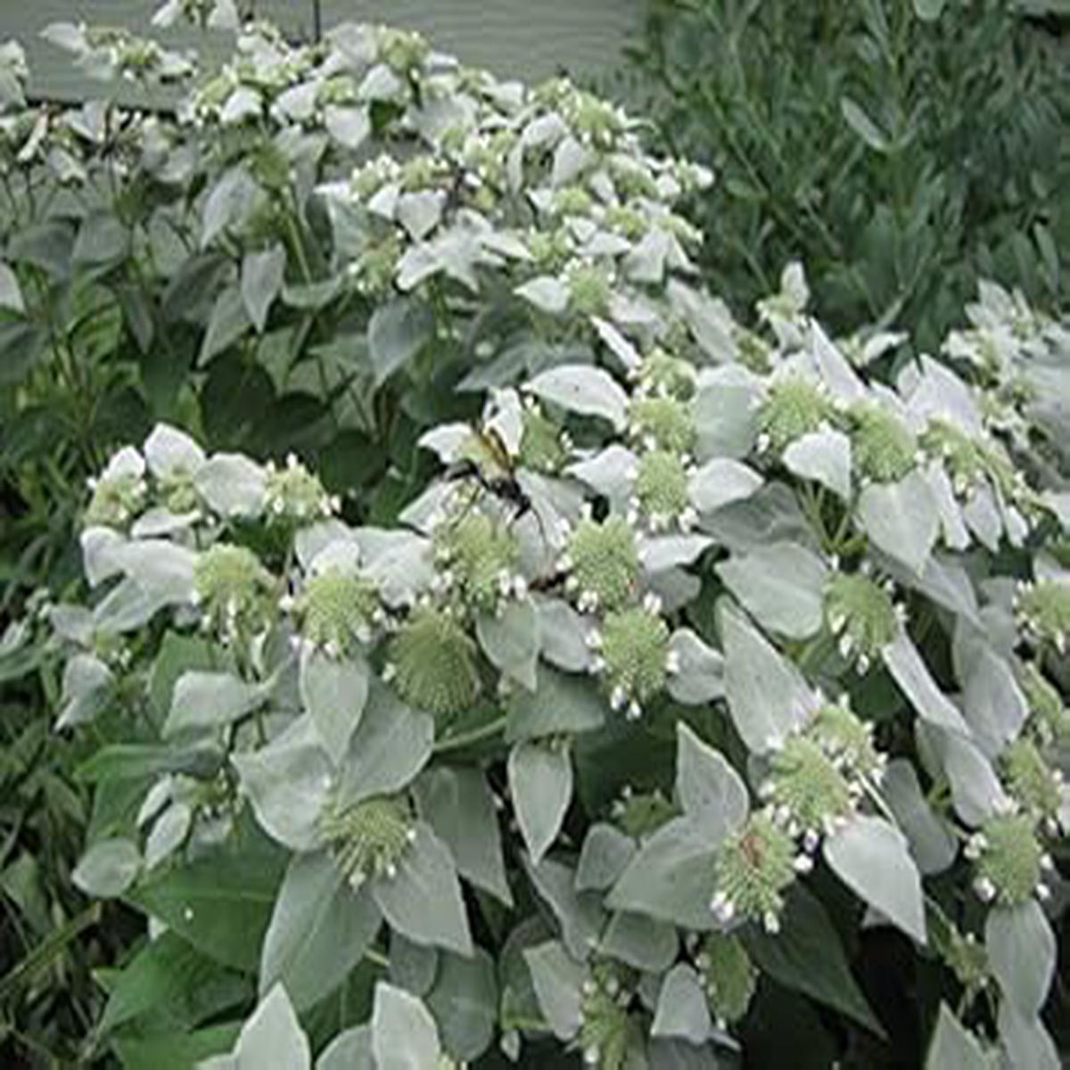 Army Green Mountain Mint Herb Seeds for Planting Heirloom, Non-GMO, Organic Garden Seeds with High Germination