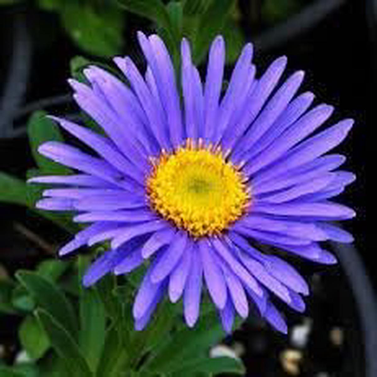 Aster Alpin Flower Seeds for Planting Heirloom, Non-GMO, High Germination Garden Seeds