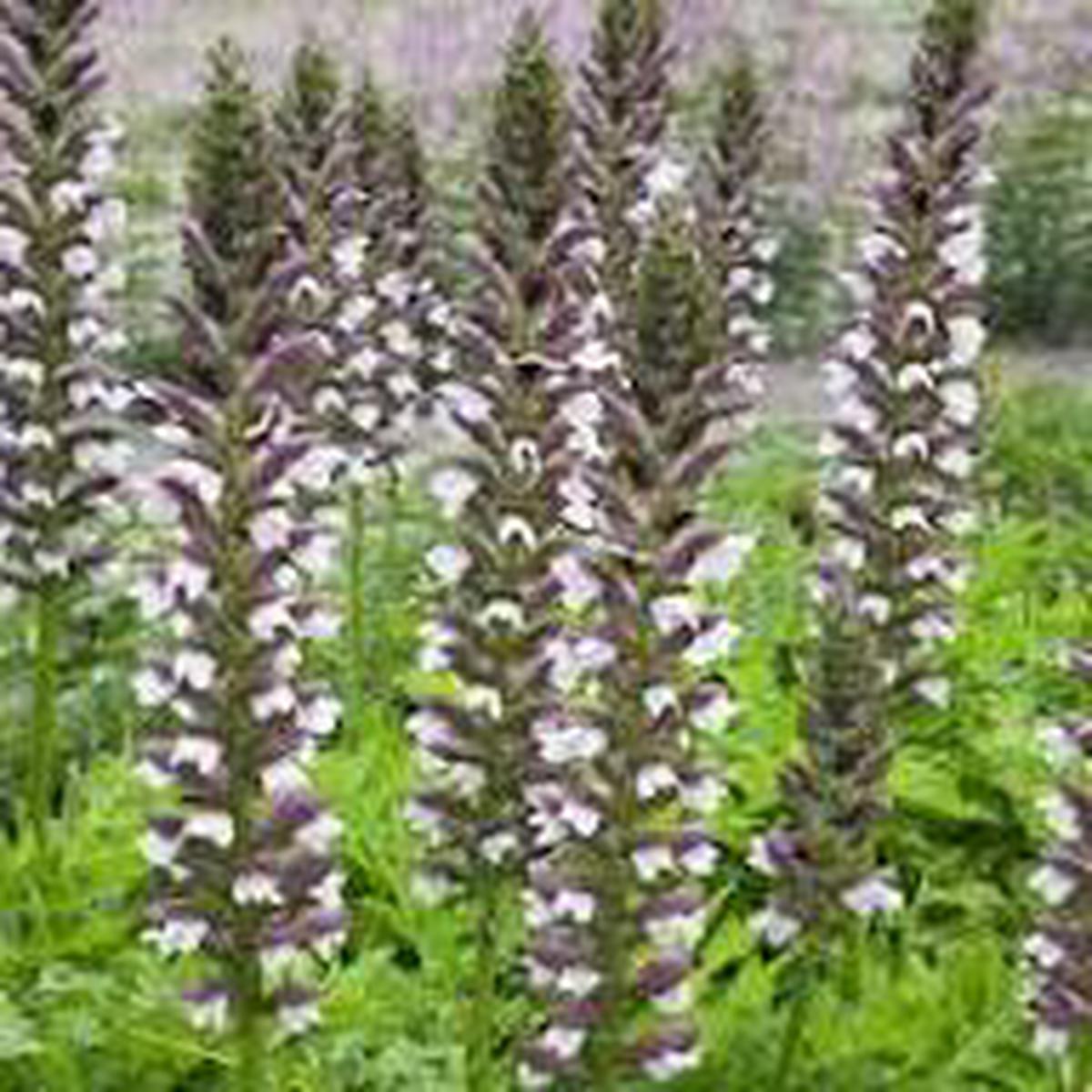 Breeches Flower Seeds for Planting Heirloom, Non-GMO, High Germination Organic Garden Seeds