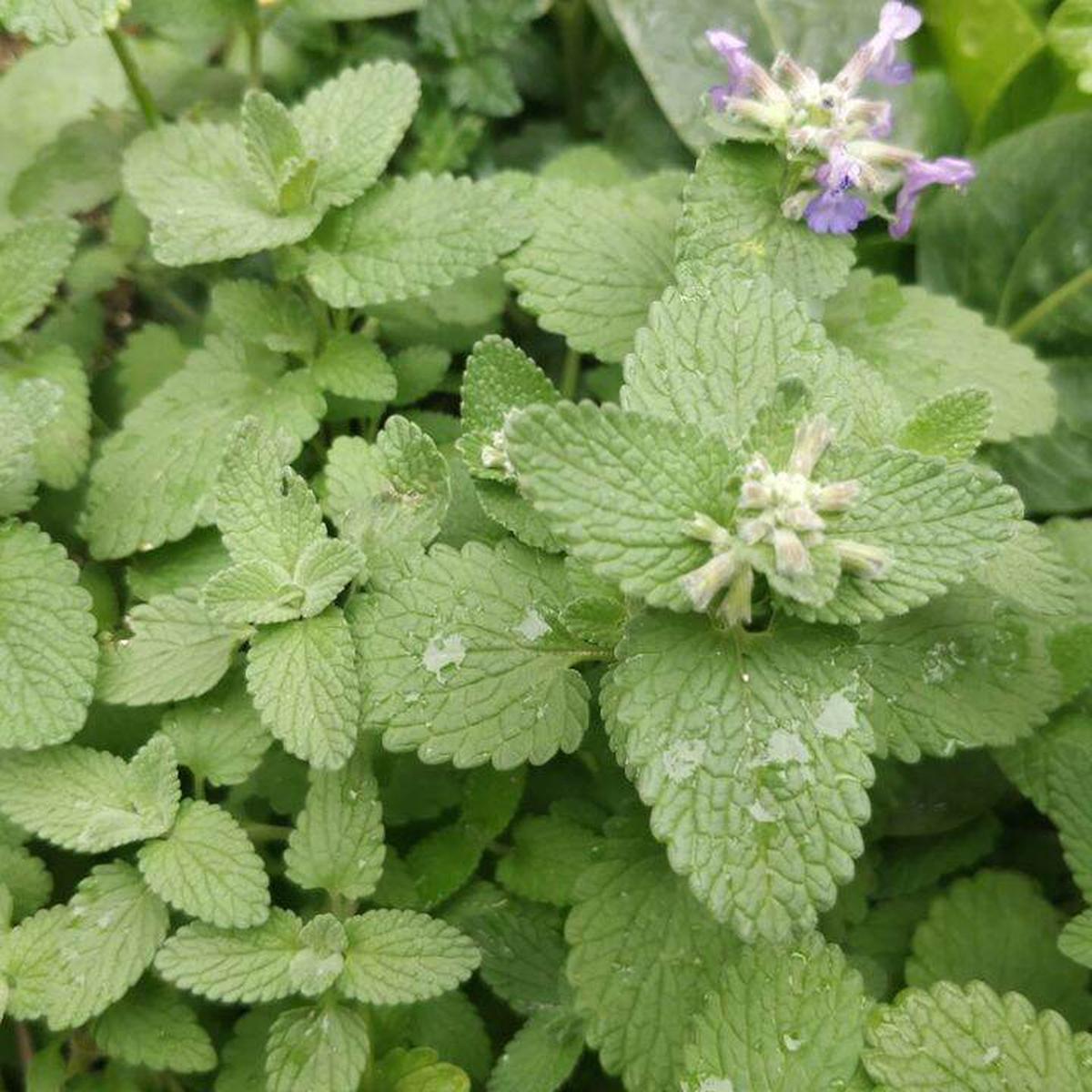 Camphor Catnip Nepeta camphorata Herb Seeds for Planting Heirloom, Non-GMO Seeds for Abundant Growth