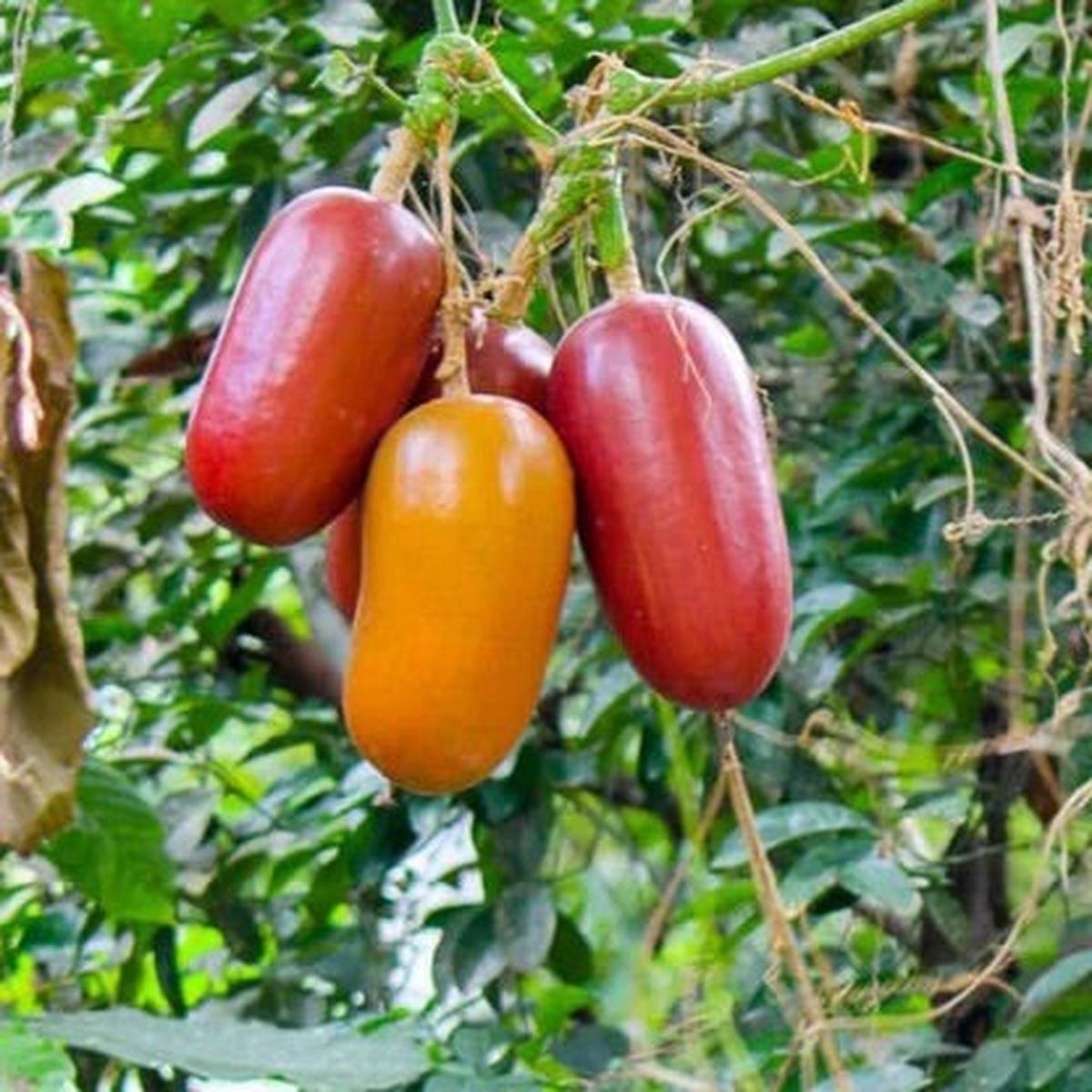 Cassabanana (Sicana Odorifera) Seeds for Planting Heirloom, Non-GMO, Fragrant Tropical Vine High Germination