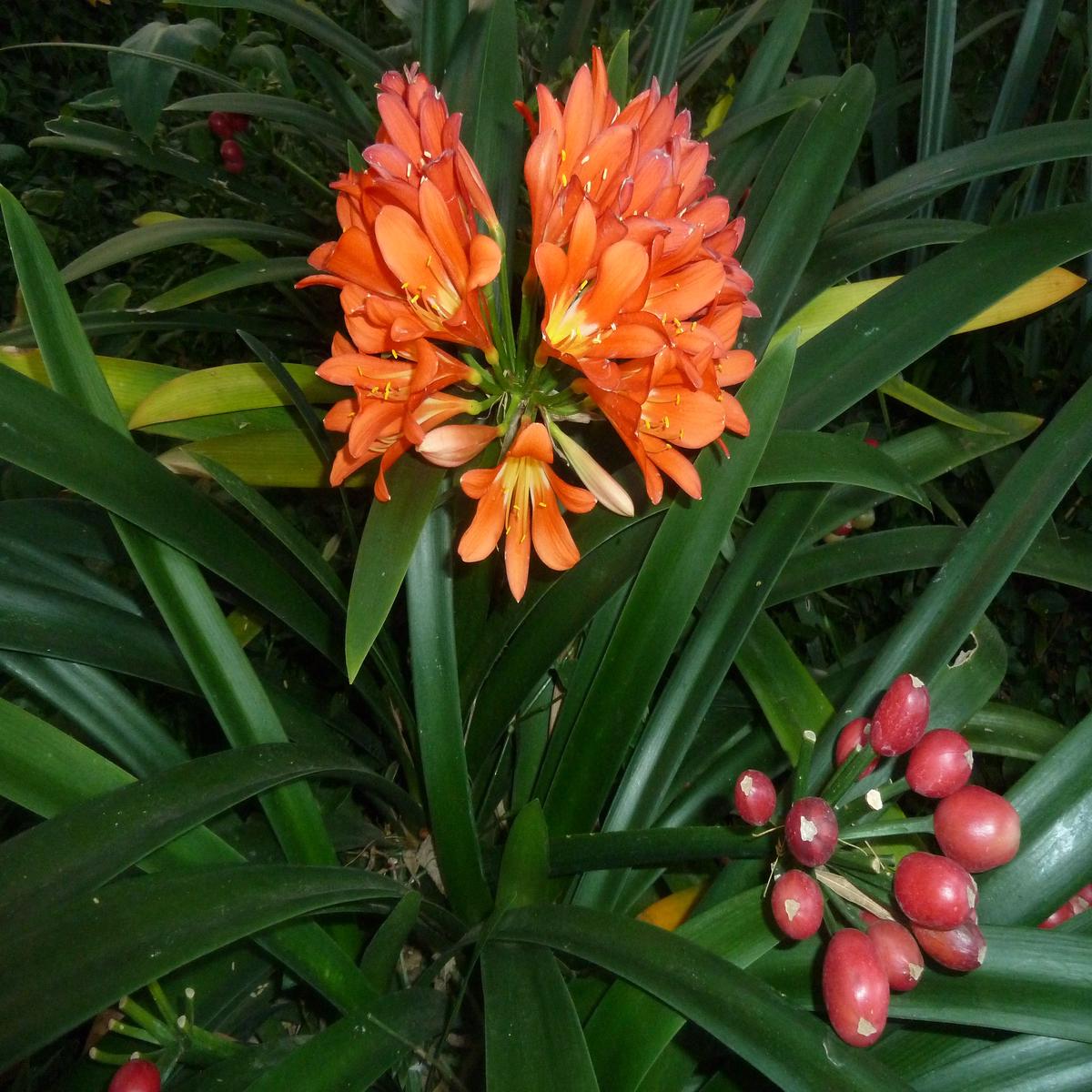 Clivia Flower Seeds for Planting - Heirloom, Non-GMO, Pollinator Friendly, High Germination Garden Seeds