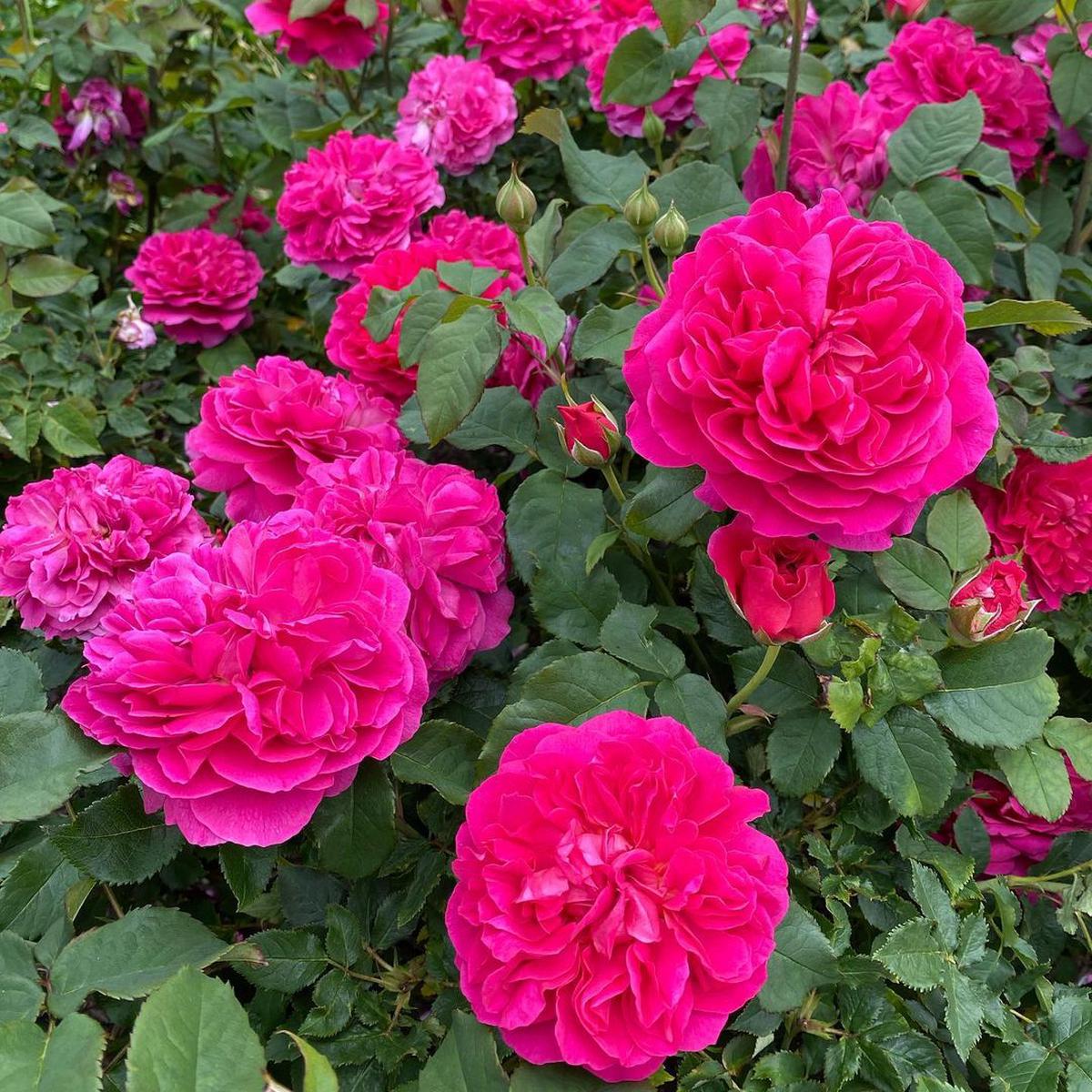 Dark Pink Rose Seeds Heirloom, Non-GMO, Hardy Variety
