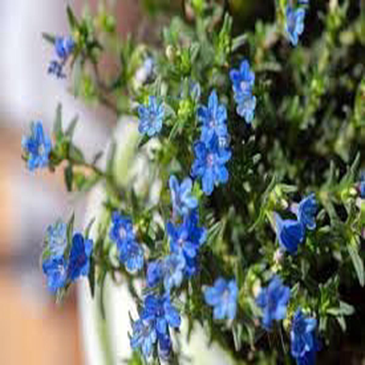 Heirloom Lithodora Flower Seeds for Planting Compact Growth, Non-GMO, High Germination
