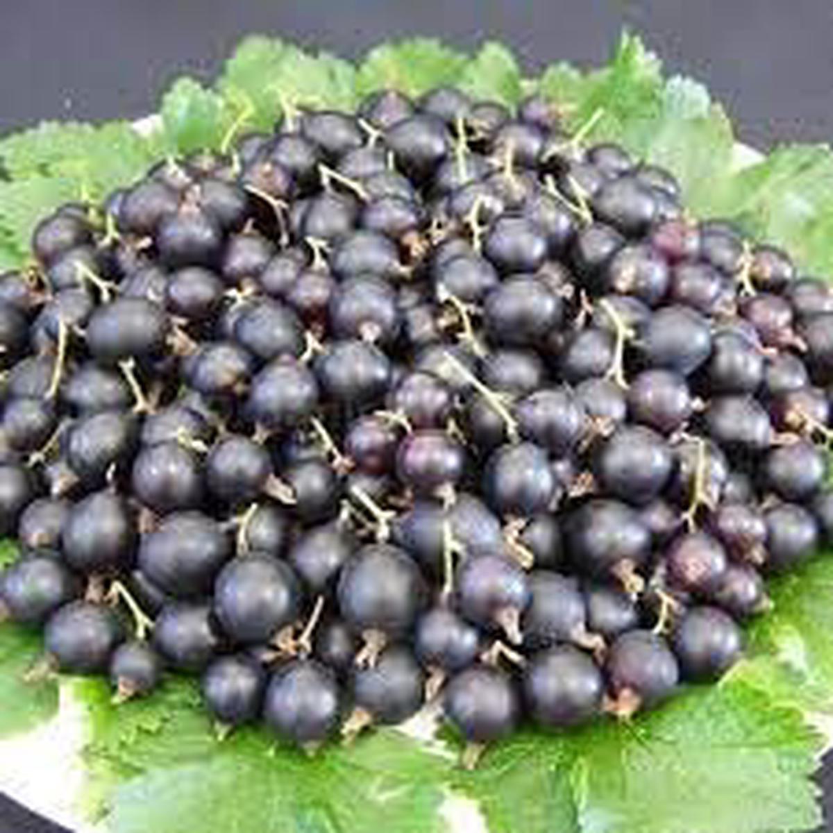 Jostaberry fruit seeds for planting Heirloom & Non-GMO Garden seeds