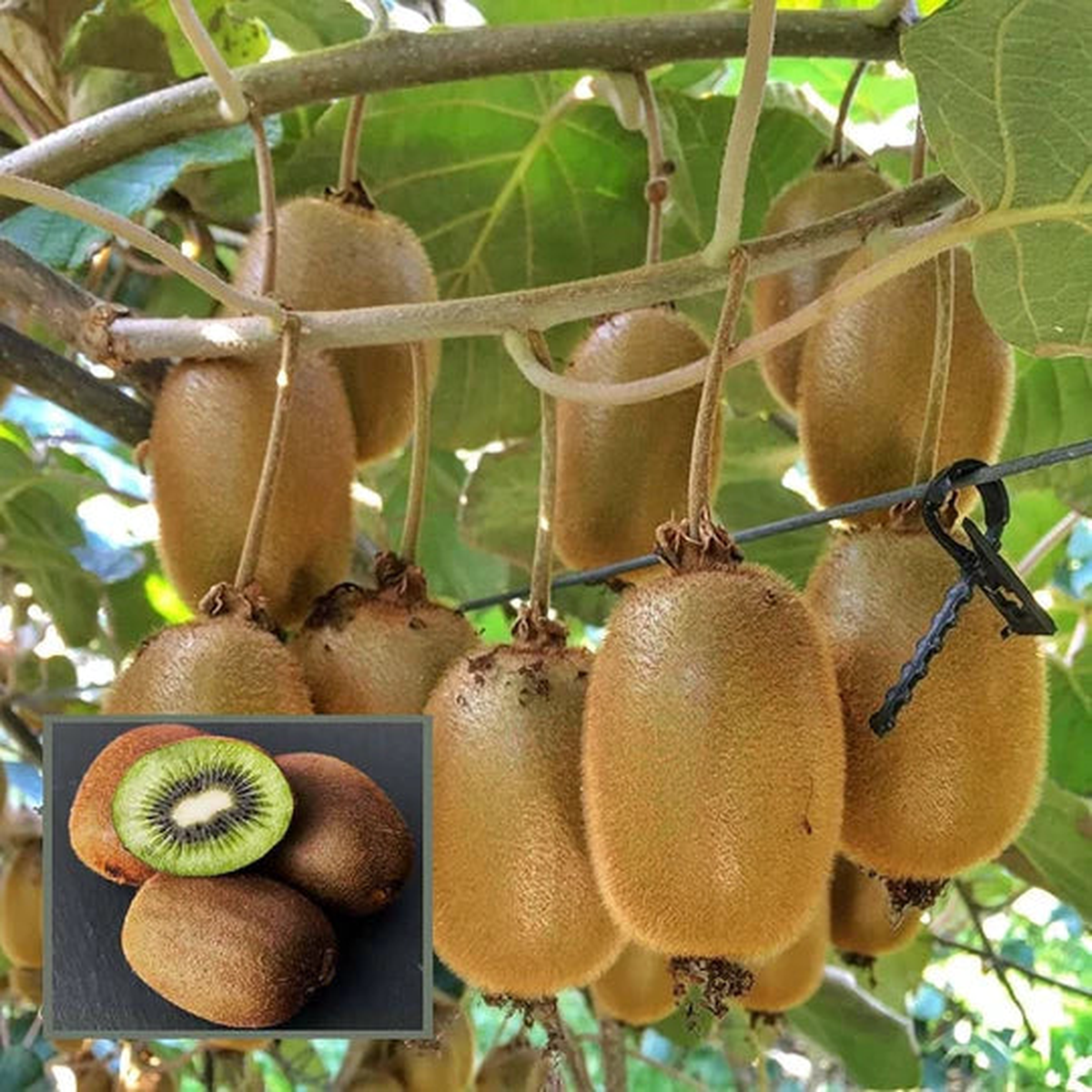 Kiwi Hayward Seeds Heirloom Non-GMO High Germination Seeds for Planting