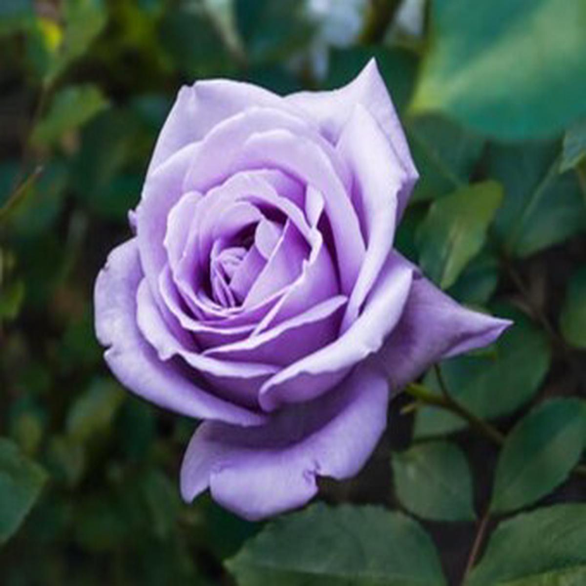 Light Violet Rose Flower Seeds for Planting Heirloom, Non-GMO, High Germination
