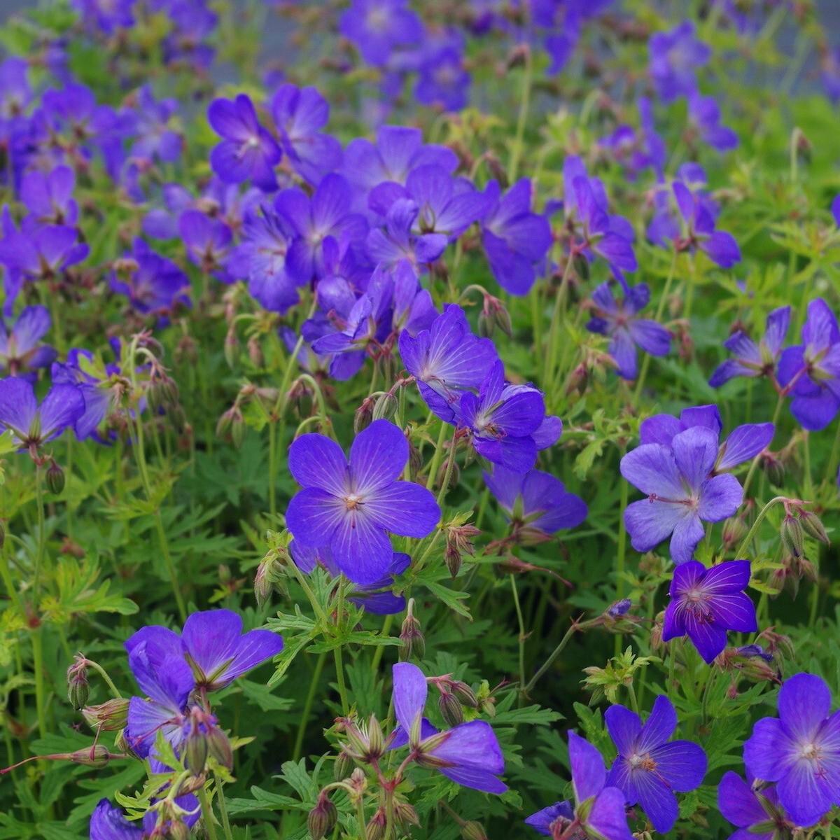 Navy Blue Geranium Flower Seeds for Planting Heirloom, Non-GMO, Long Bloom, High Germination Seeds