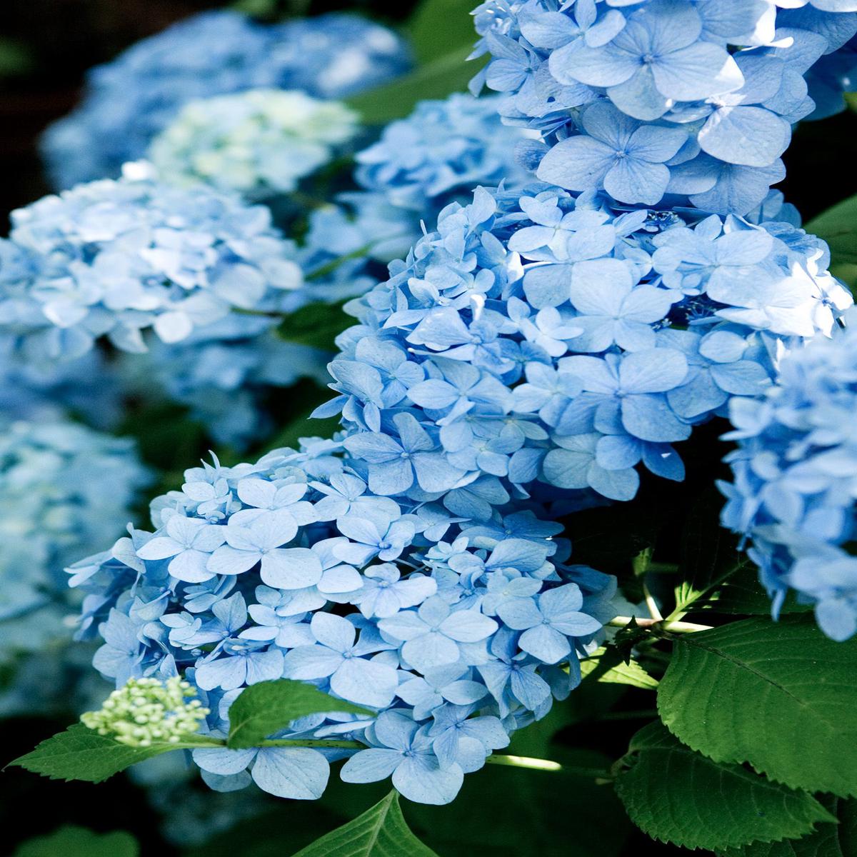 Sky Blue Geranium Flower Seeds for Planting Heirloom, Non-GMO, High Germination, Long Bloom
