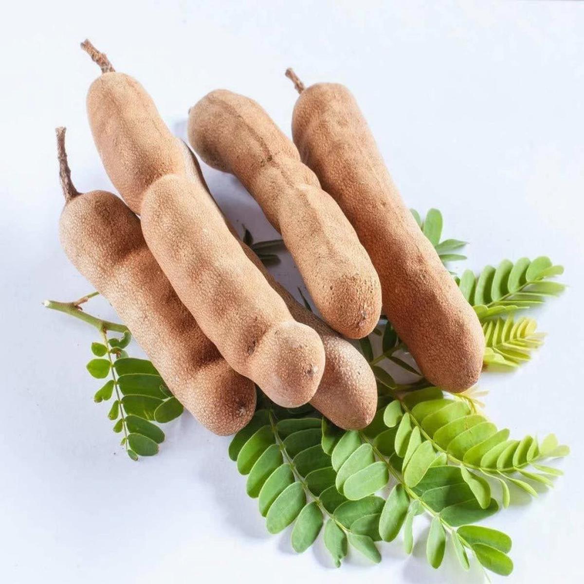 Tamarind Tree Herb Seeds for Planting Heirloom, Non-GMO, Organic Garden Seeds with High Germination