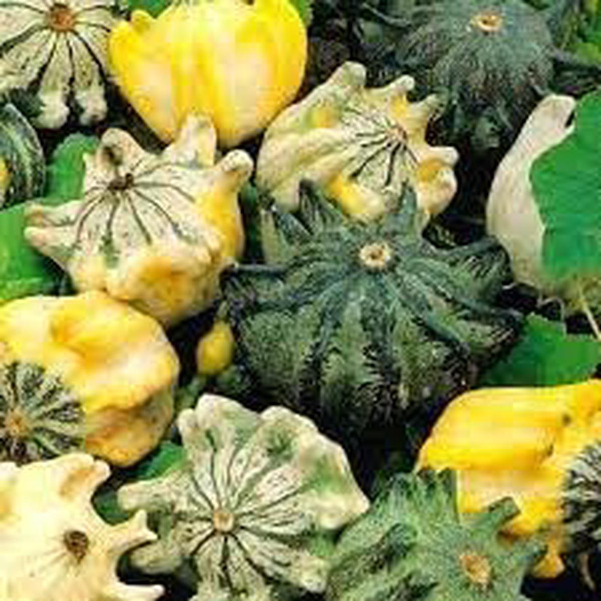 Thorn Pumpkin Vegetable Seeds for Planting Heirloom & Non-GMO Garden Seeds