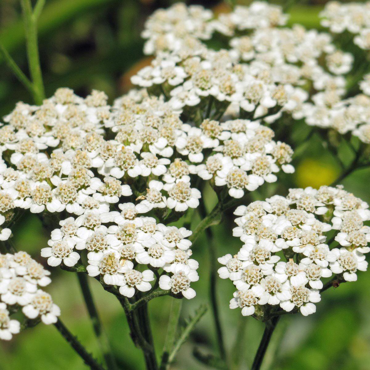 Yarrow Milfoil Seeds for Planting  Heirloom, Non-GMO Medicinal Herb & Pollinator-Friendly Perennial Flowers