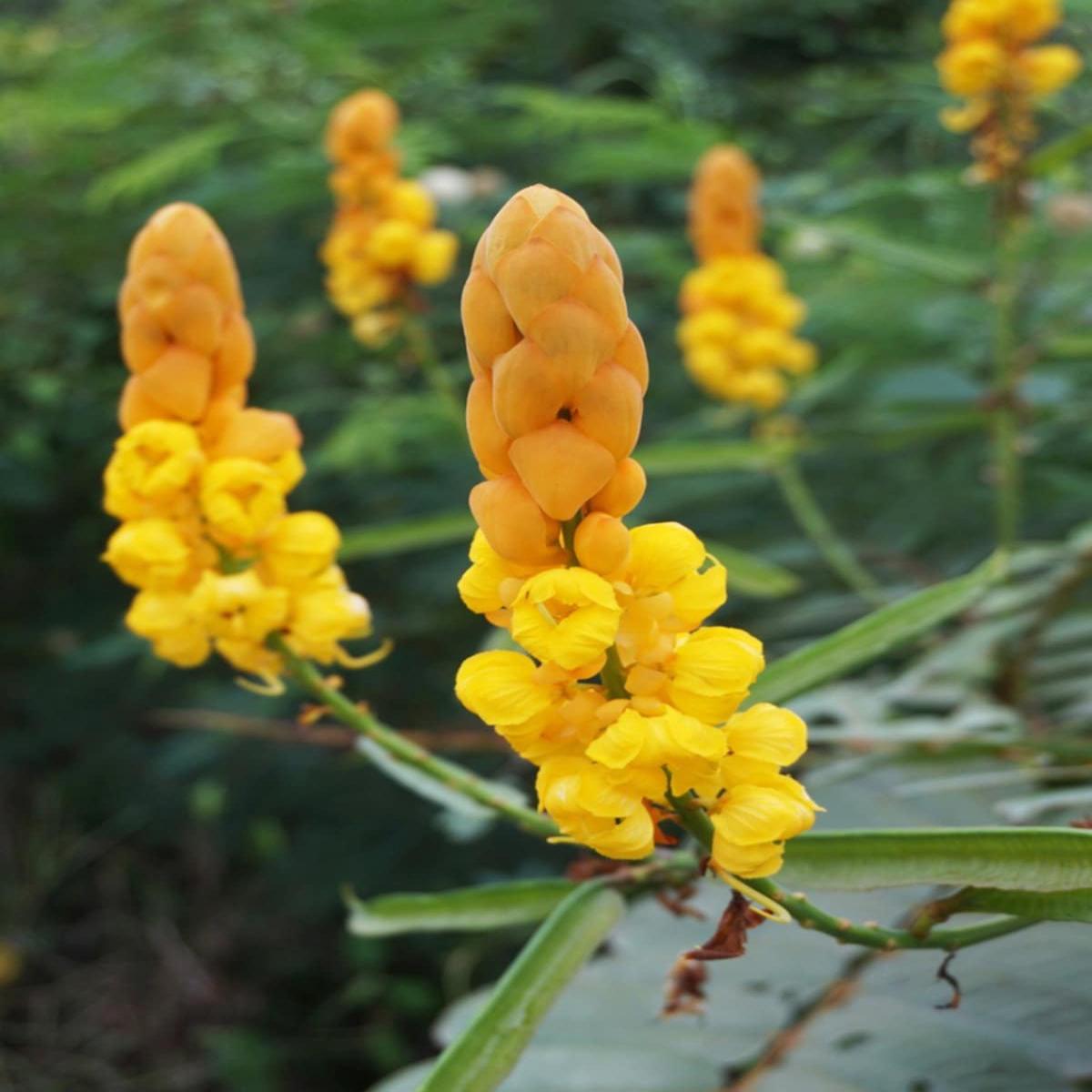 Yellow Cassia Candlestick Plant Seeds for Planting  Heirloom, Non-GMO, High Germination Organic Garden Seeds
