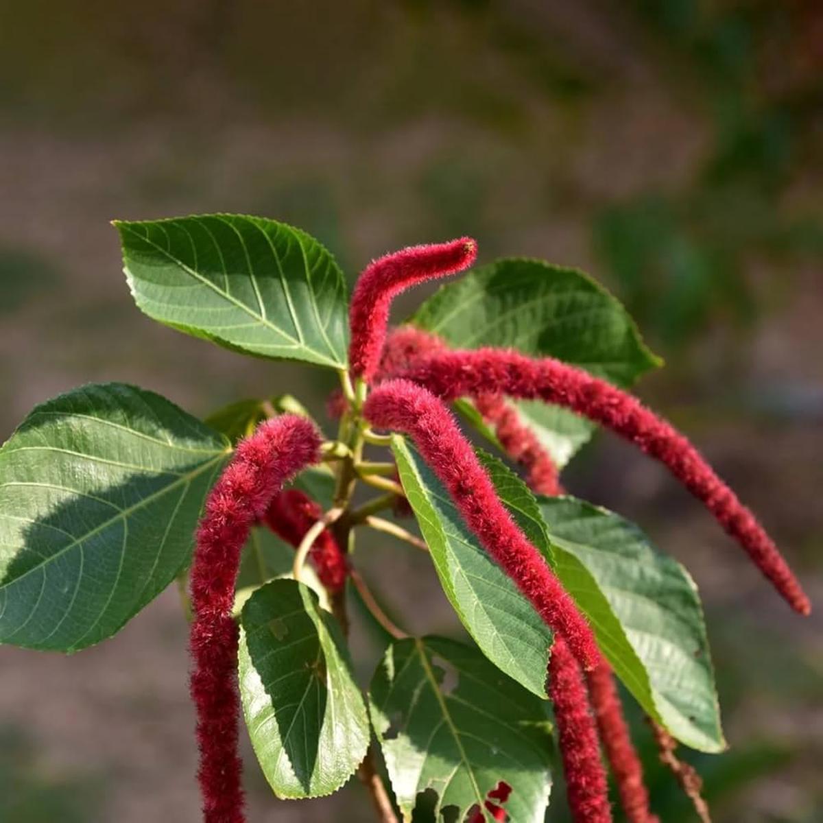 Acalypha Flower Seeds for Planting  Heirloom, Non-GMO, High Germination Organic Garden Seeds
