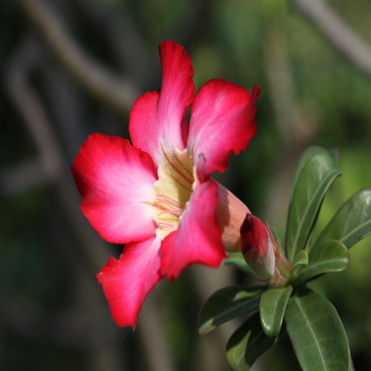 Adenium Obesum Flower Seeds for Planting  Heirloom Non-GMO, High Germination Organic Garden Seeds
