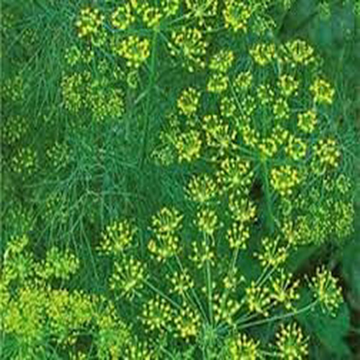 Aromatic Plants and Vegetable Seeds for Planting  Heirloom, Non-GMO, High Germination Organic Garden Seeds, Fragrant & Flavorful Mix
