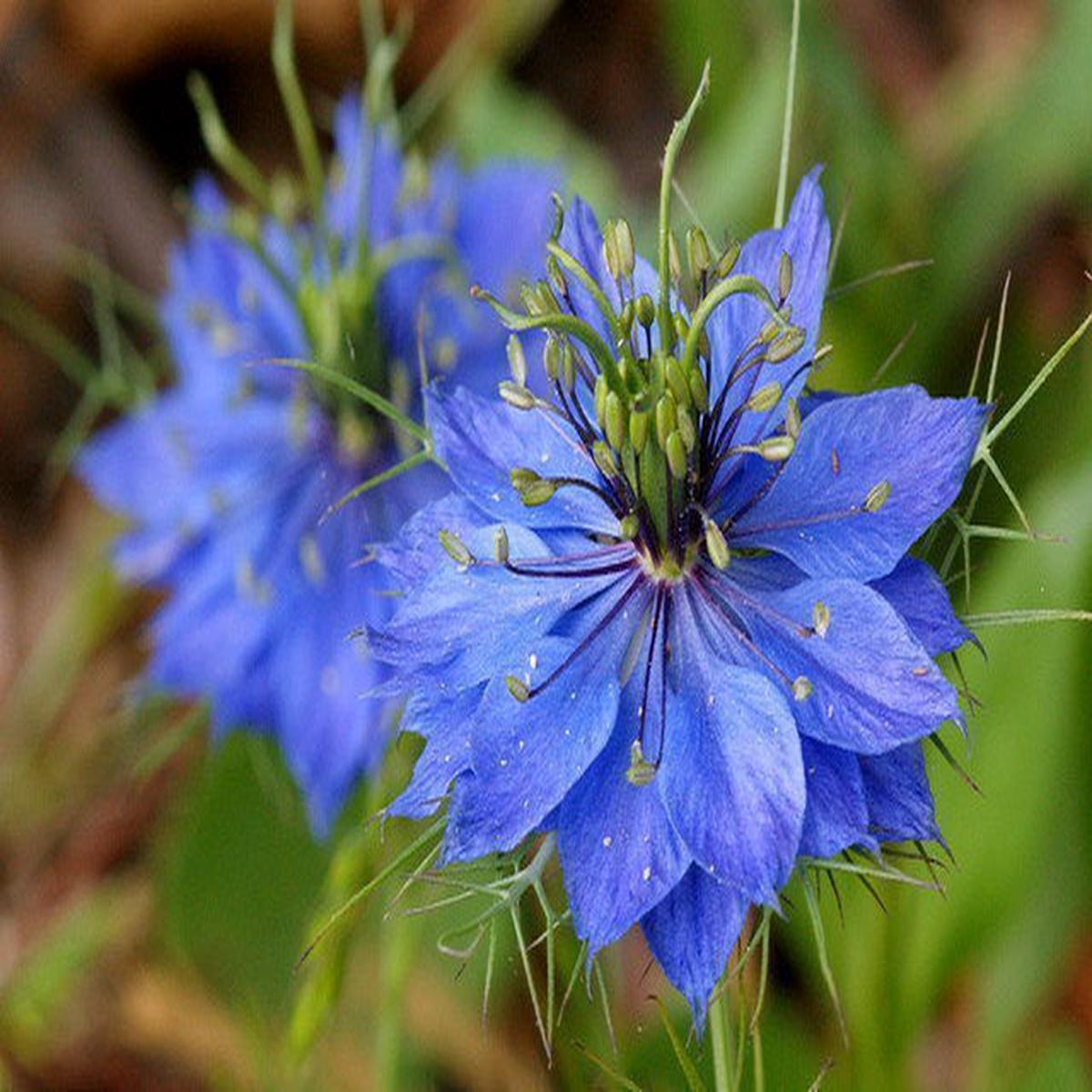 Blue Nigella Jekyll Flower Seeds for Planting Heirloom, Non-GMO, High Germination, Organic Garden Seeds