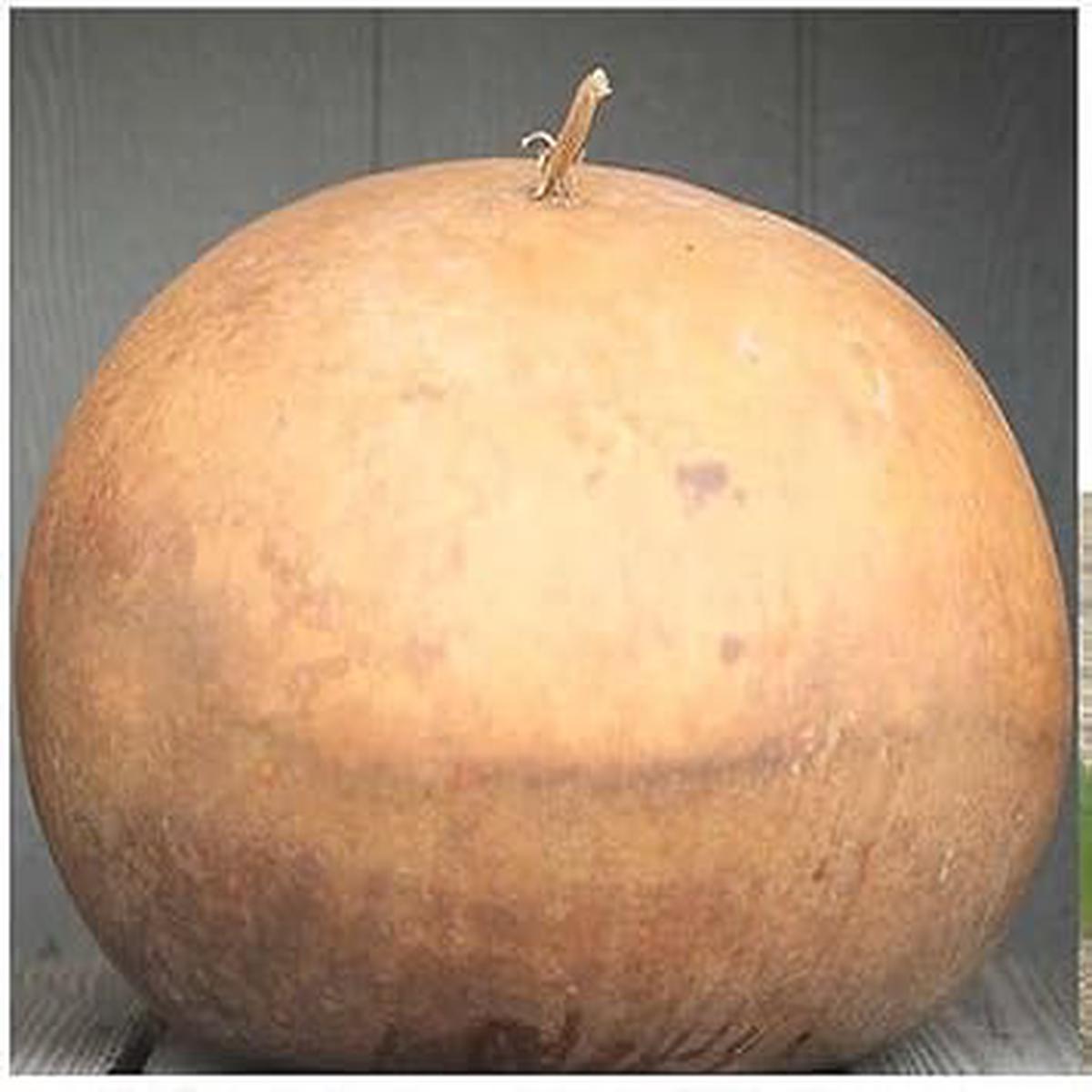 Brown Giant Gourd Seeds for Planting  Heirloom & Non-GMO Crafting and Decorative Variety