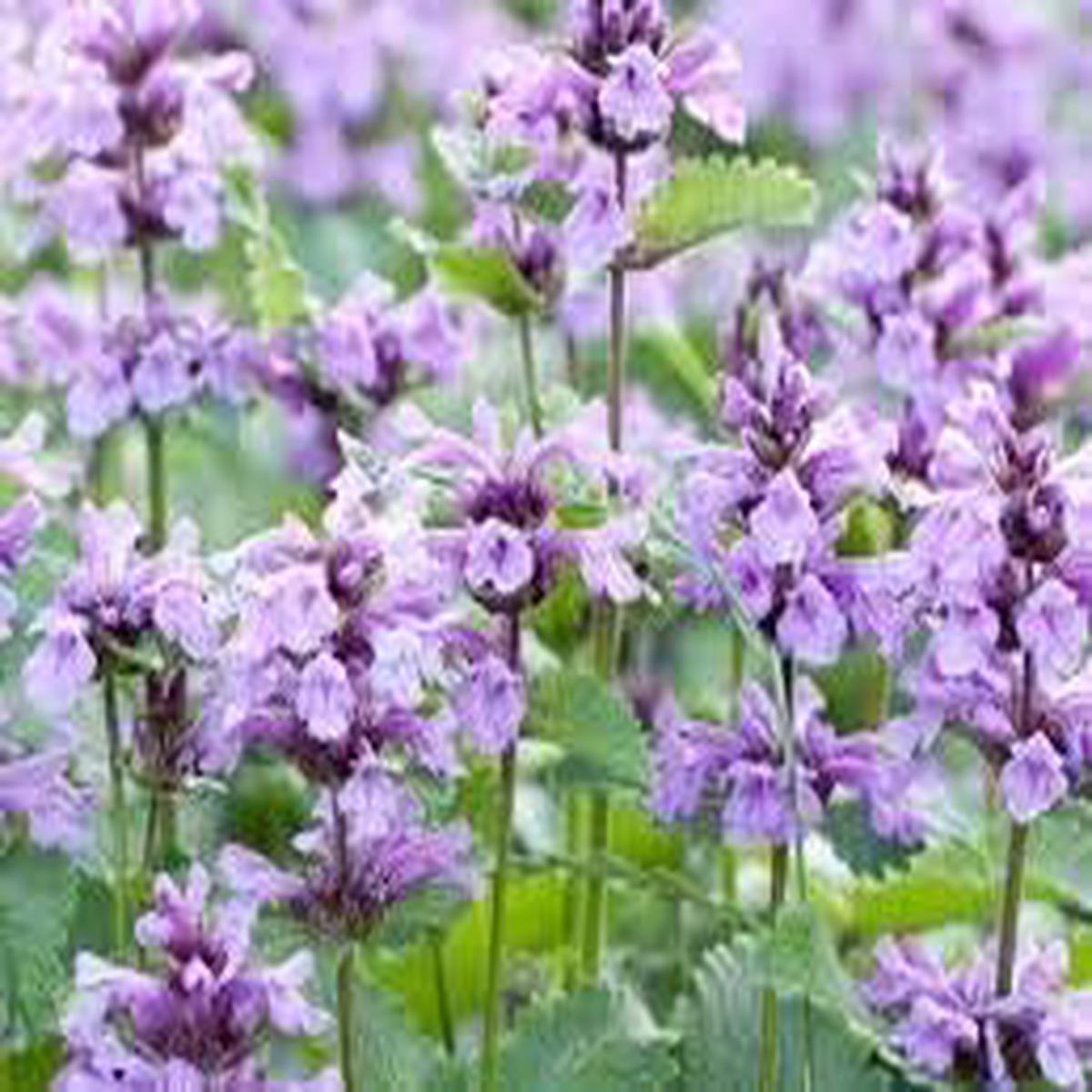 Catmint Flower Seeds for Planting Heirloom, Non-GMO, High Germination Organic Garden Seeds