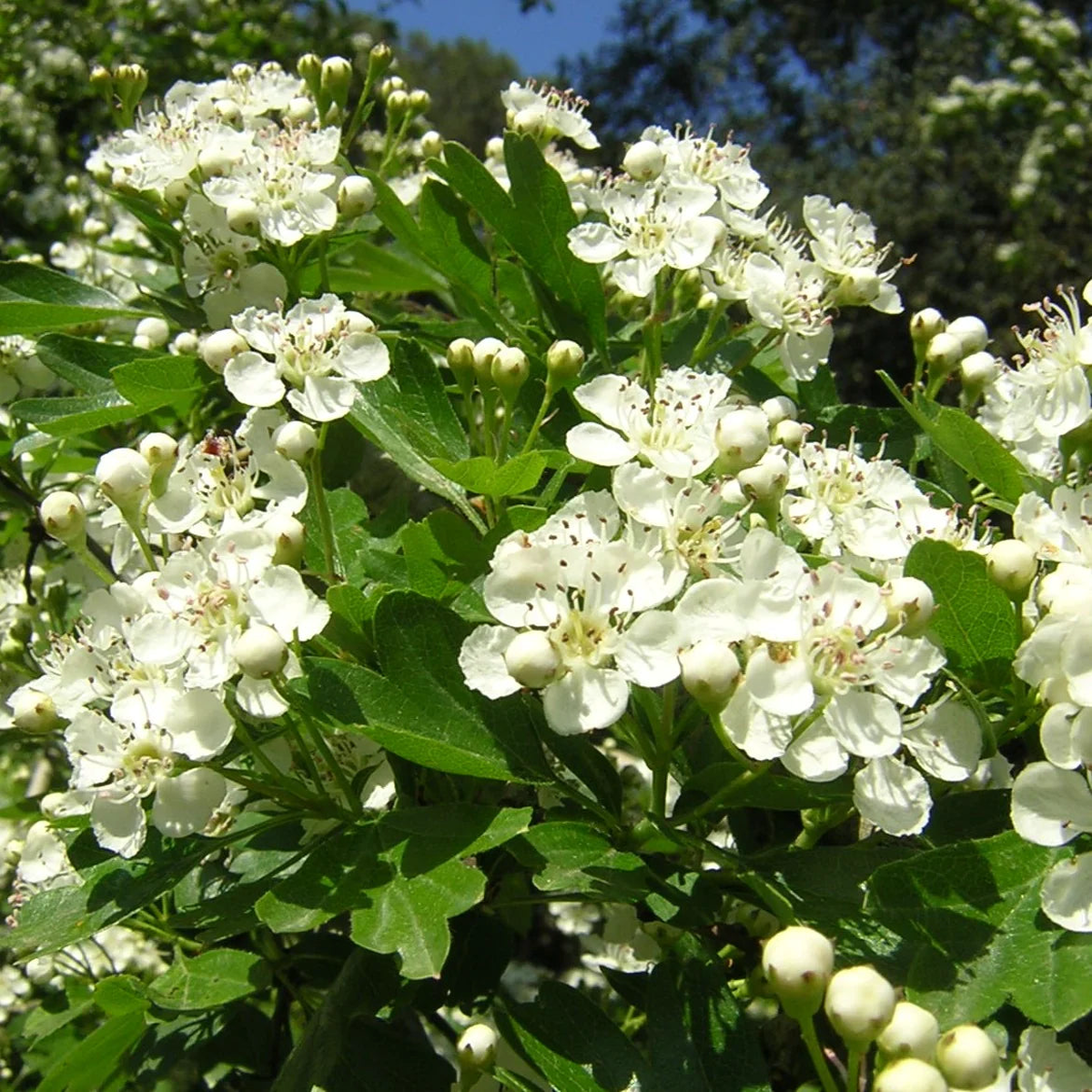 Crataegus Flower Seeds for Planting Heirloom, Non-GMO, Shade Tolerant, High Germination