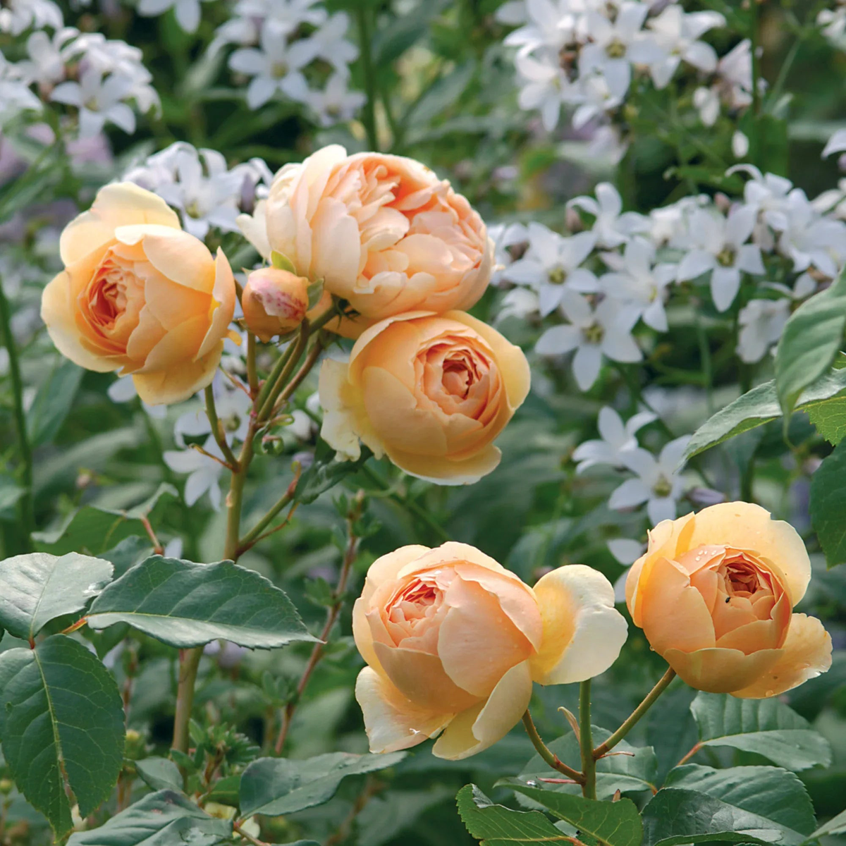Cream Rose Heirloom Non-GMO Seeds for Planting Organic, High Germination Garden Flower Seeds
