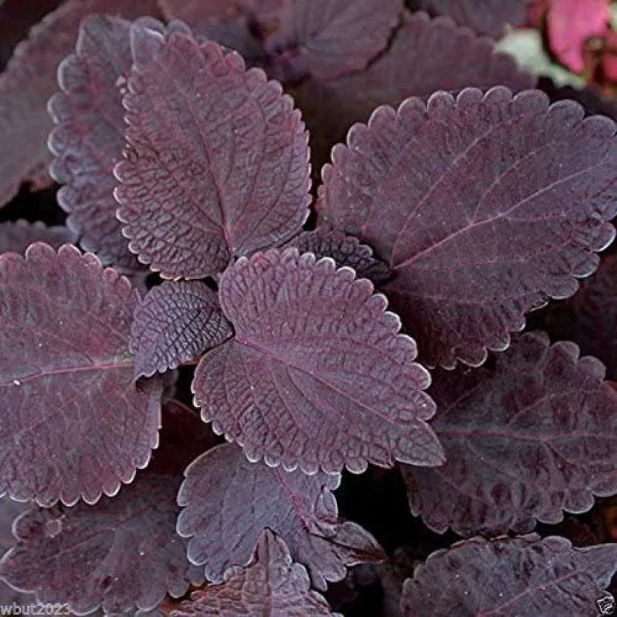 Deep Purple Coleus Plant Seeds for Planting Heirloom, Non-GMO, High Germination Organic Garden Seeds
