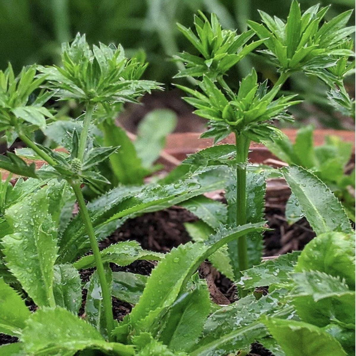 Eryngium Foetidum Herb Seeds for Planting  Heirloom, Non-GMO, Organic Garden Seeds with High Germination