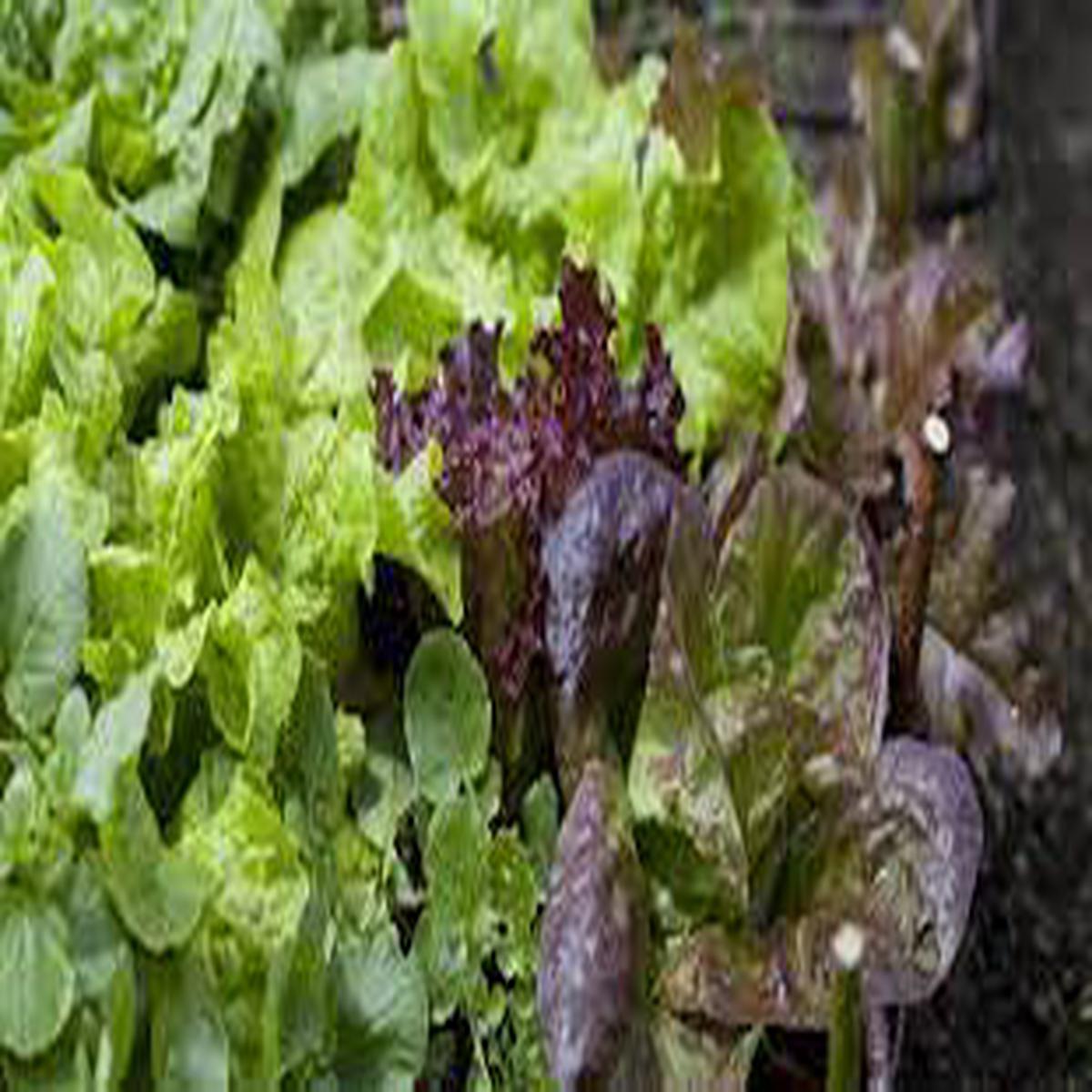 Mixed Lettuce Vegetable Seeds for Planting Heirloom & Non-GMO Salad Seeds
