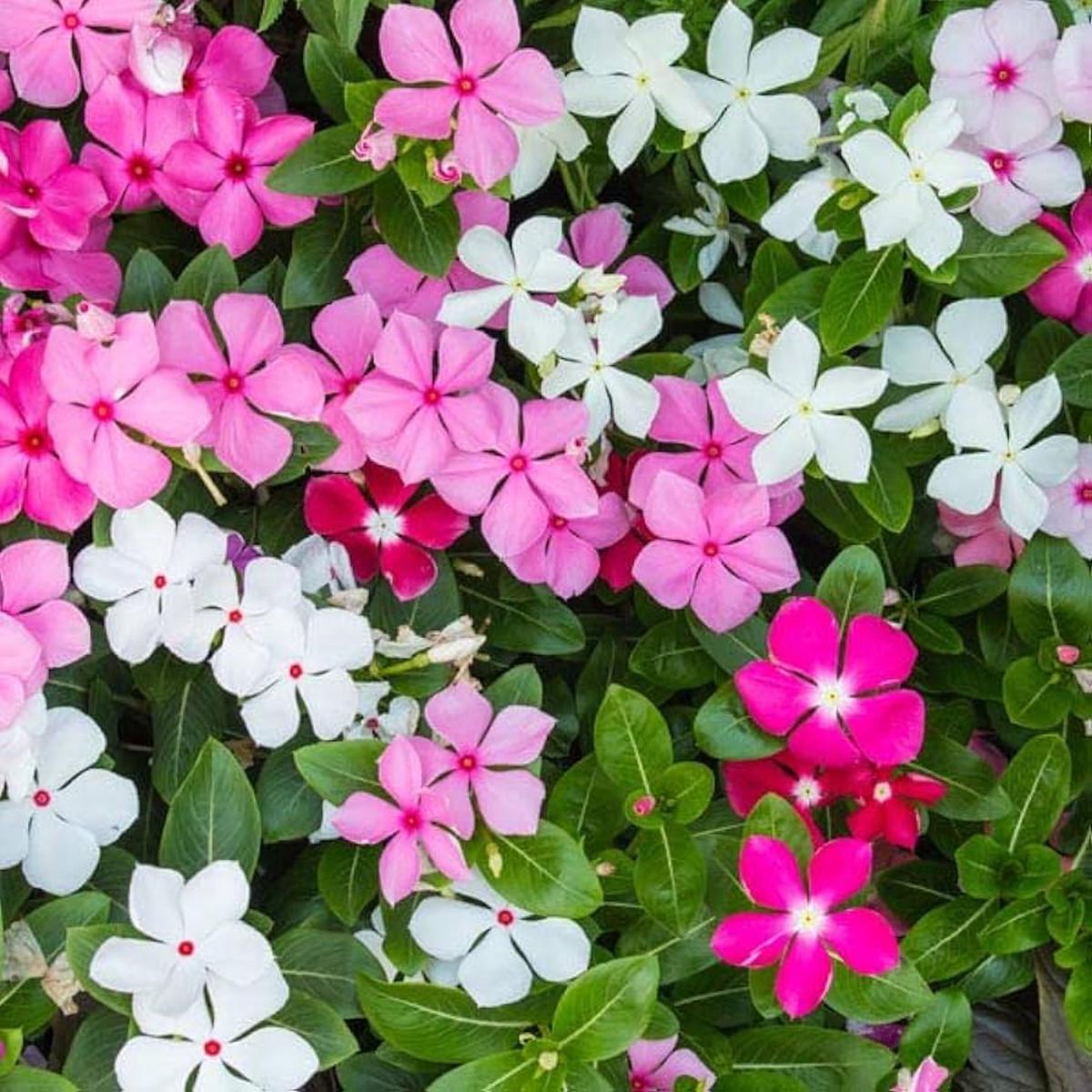 Mixed Madagascar Vinca Flower Seeds Vibrant Annual Blooms for Garden Planting