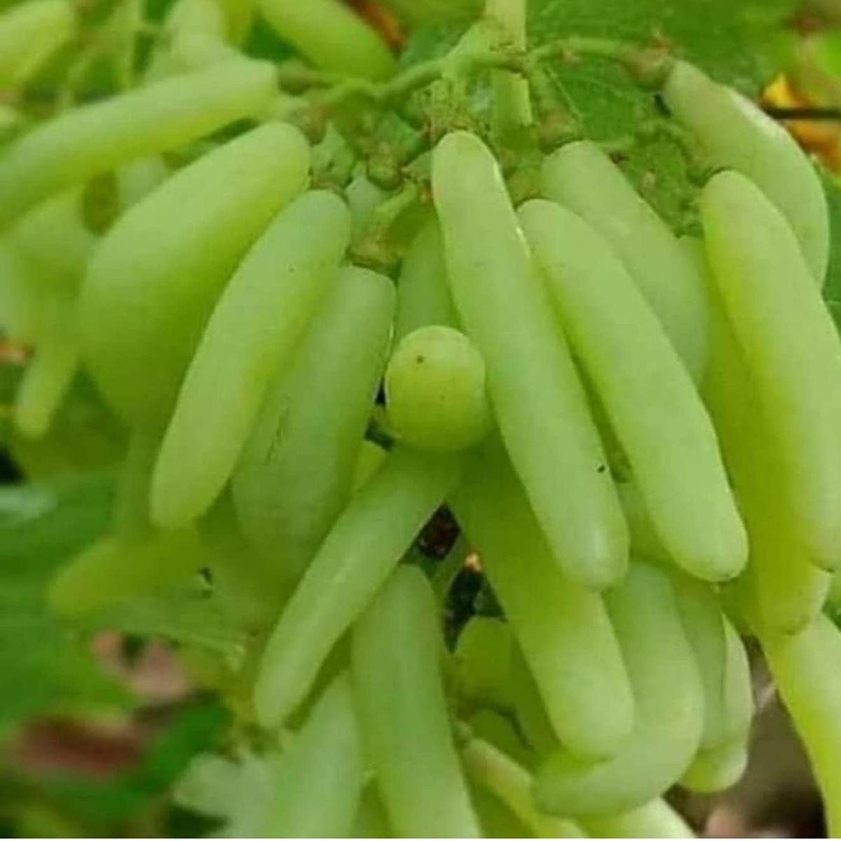 Moon Drop Green Seedless Grape Fruit Seeds for Planting Heirloom & Non-GMO Sweet Garden Seeds