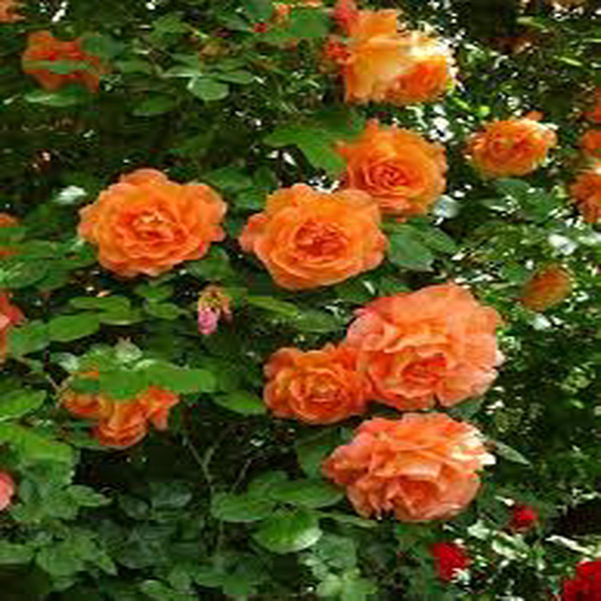 Orange Climbing Rose Flower Seeds for Planting Heirloom, Non-GMO, High Germination