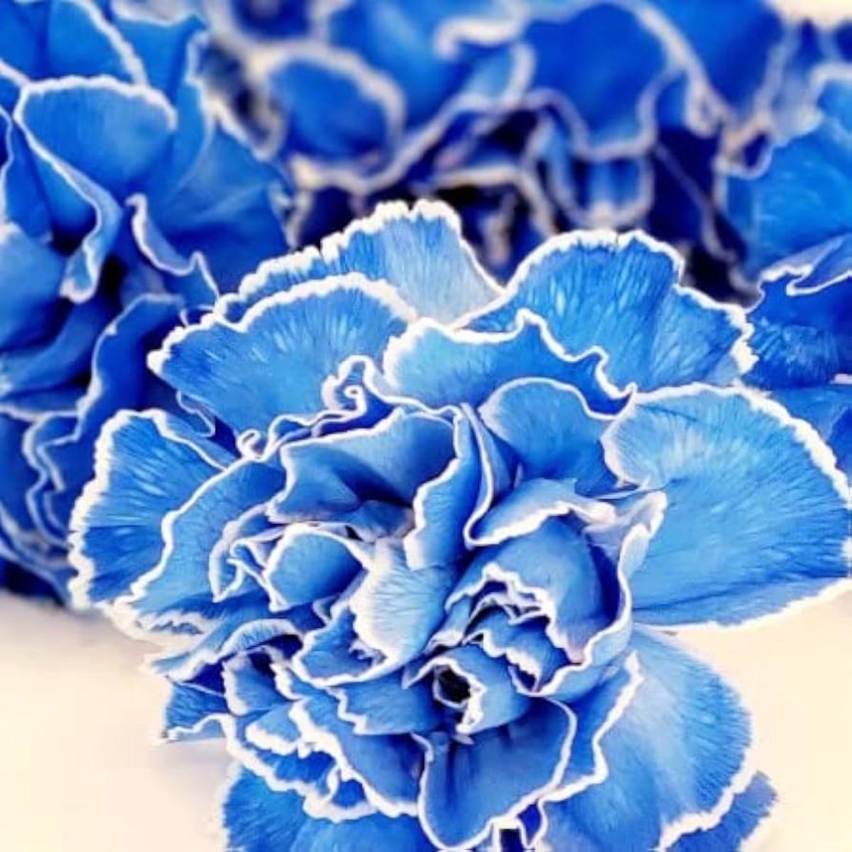 White Blue Dianthus Caryophyllus Flower Seeds for Planting Heirloom, Non-GMO, High Germination Seeds