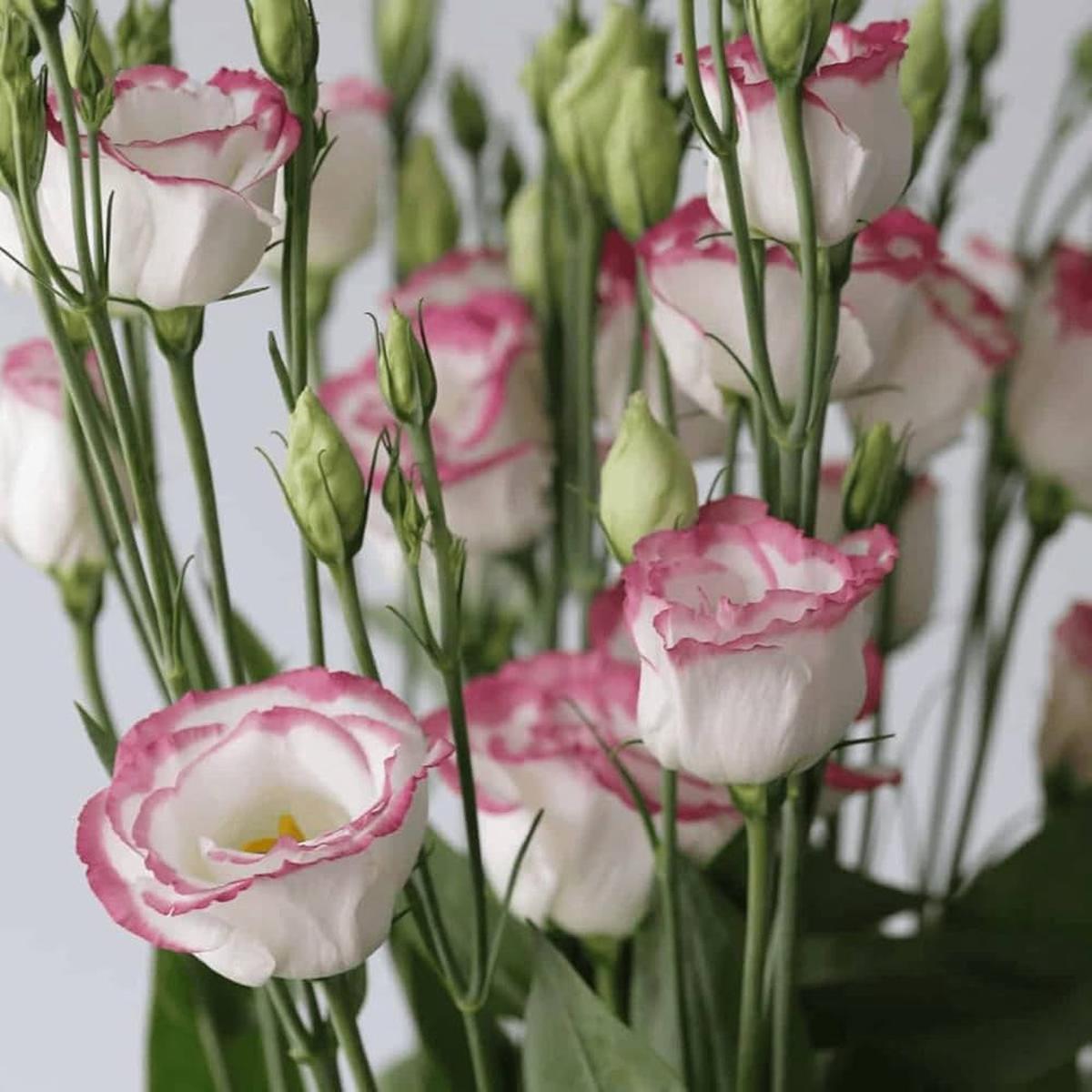 White & Maroon Eustoma (Lisianthus) Flower Seeds for Planting Heirloom, Non-GMO, High Germination