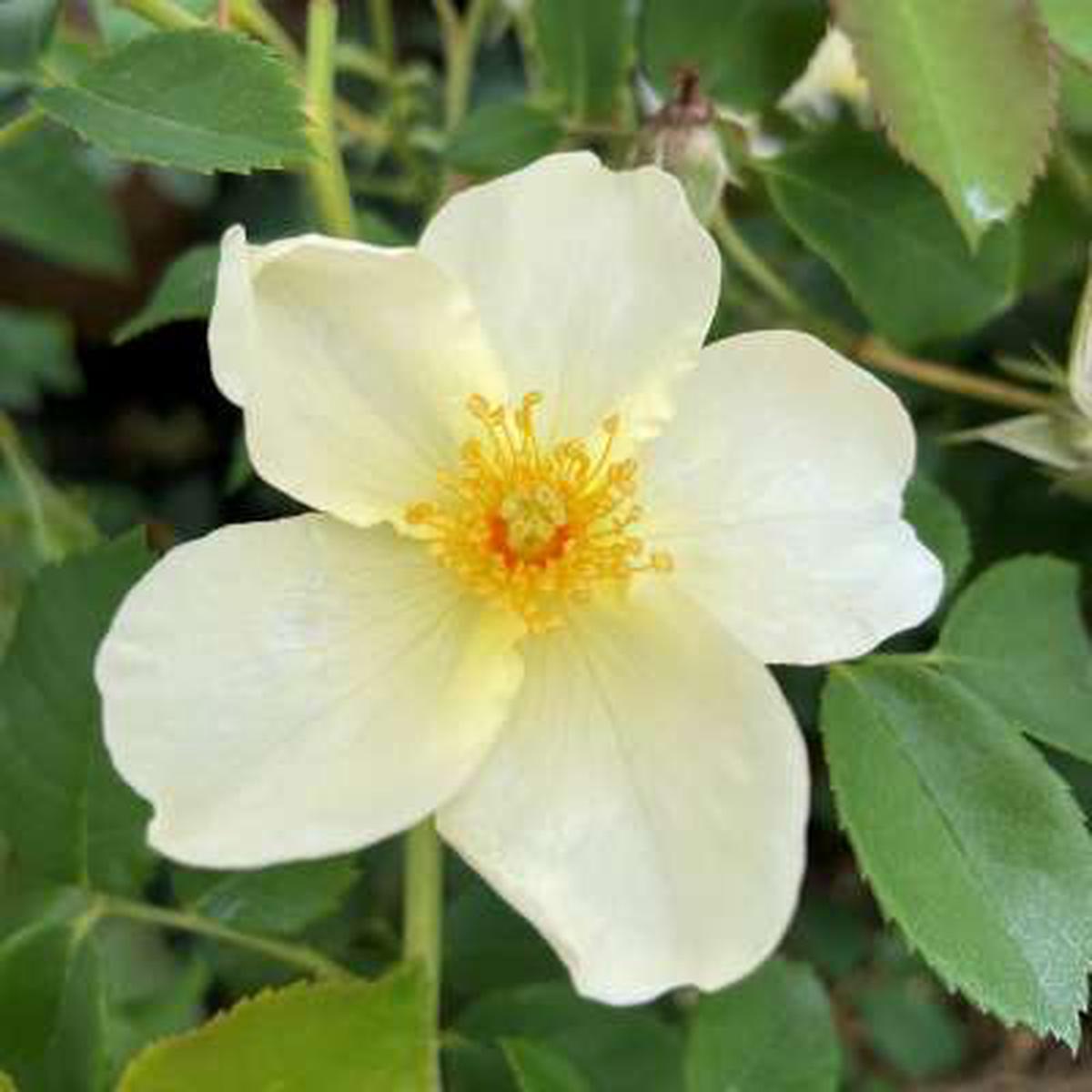 White Rosa Xanthina Flower Seeds for Planting Heirloom, Non-GMO, Long Bloom Season, High Germination