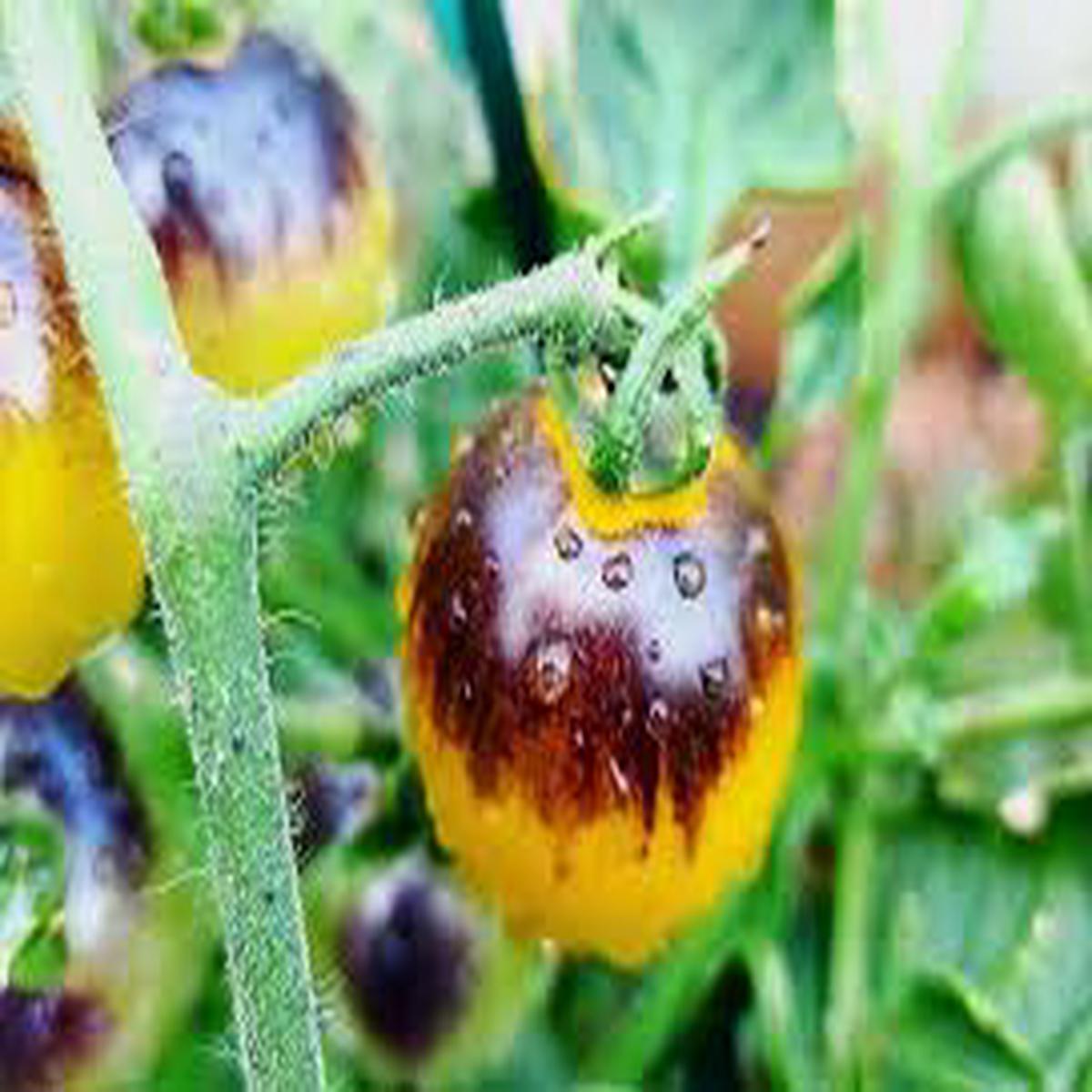 Yellow Black Tomato Vegetable Seeds for Planting Heirloom & Non-GMO Garden Seeds