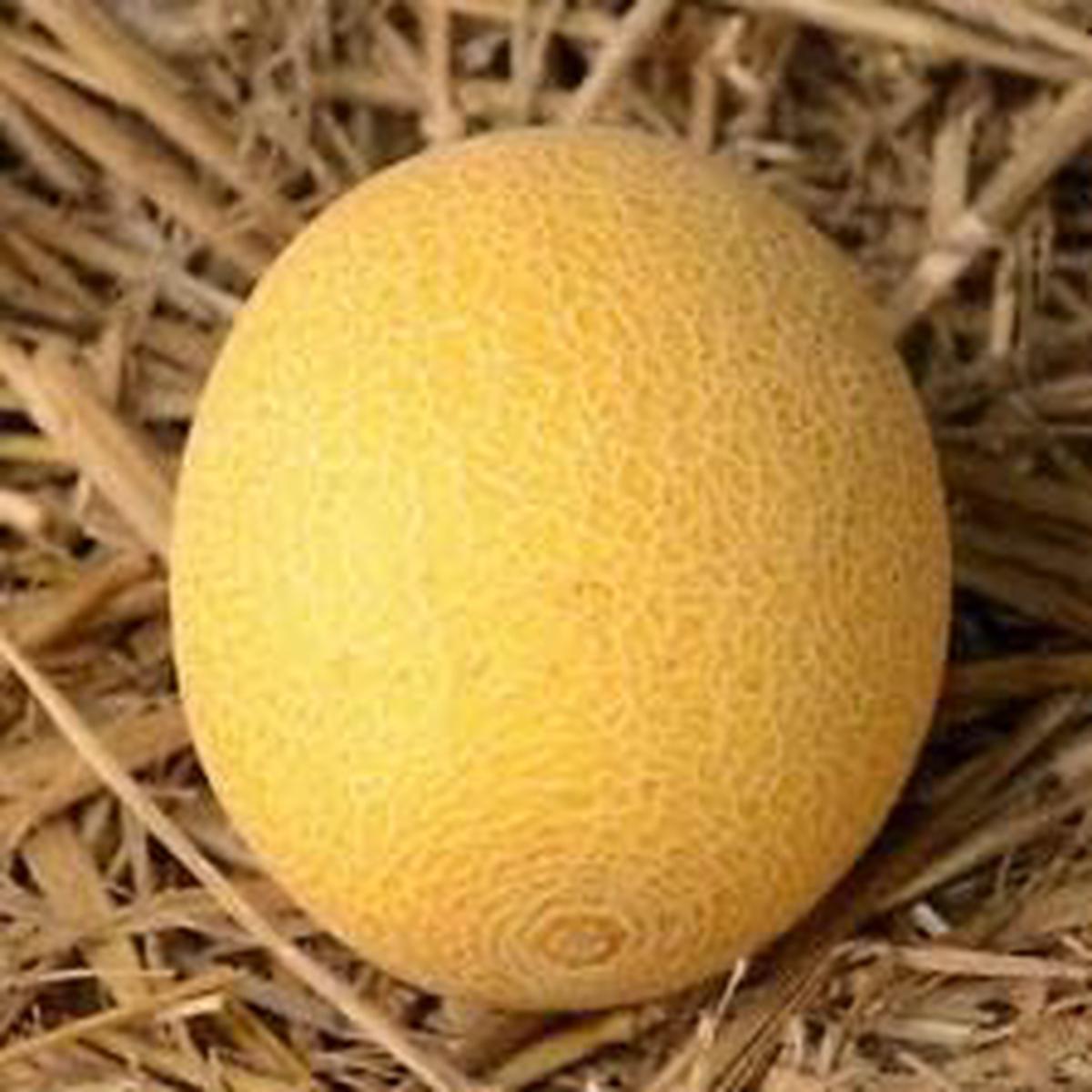Yellow Galia Melon vegetable seeds for planting - Heirloom & Non-GMO Garden seeds