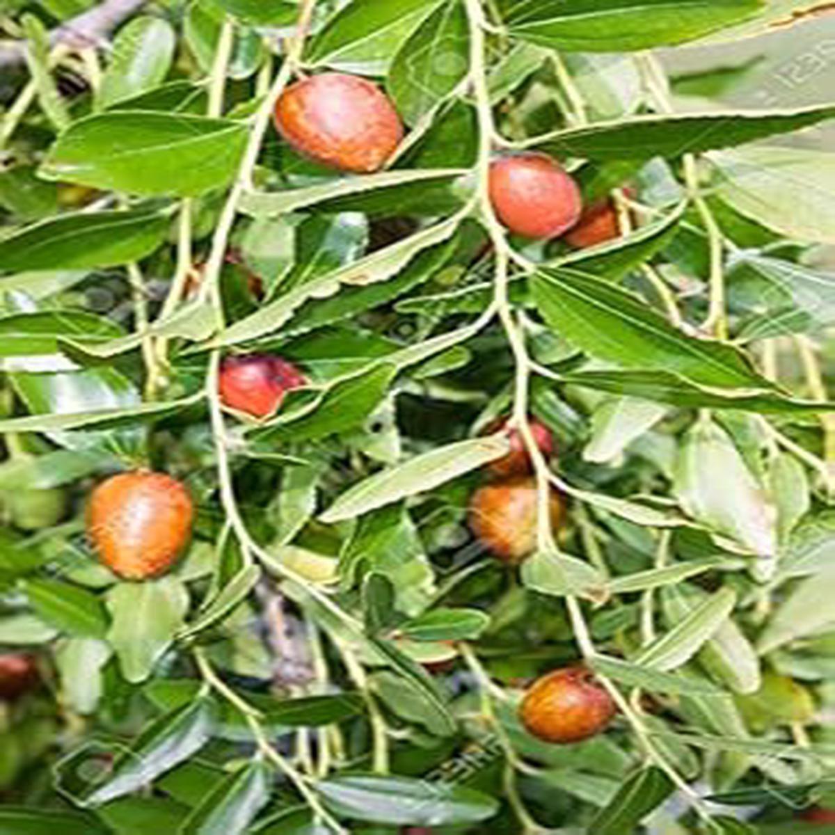 Ziziphus Herb Seeds for Planting  Heirloom, Non-GMO Seeds Ideal for Container Gardening