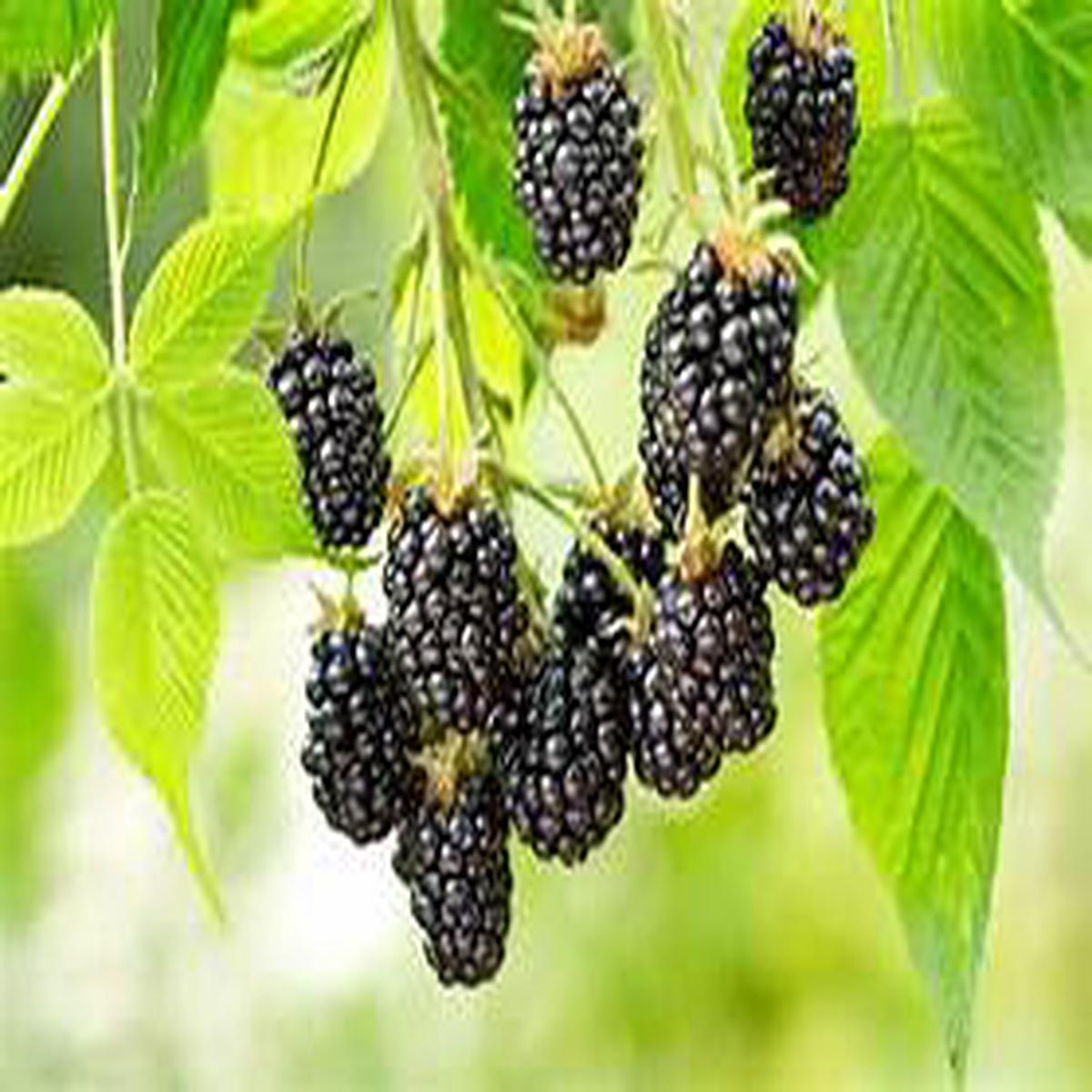 Blackberry fruit seeds for planting  Heirloom & Non-GMO garden seeds, grow sweet berry bushes at home